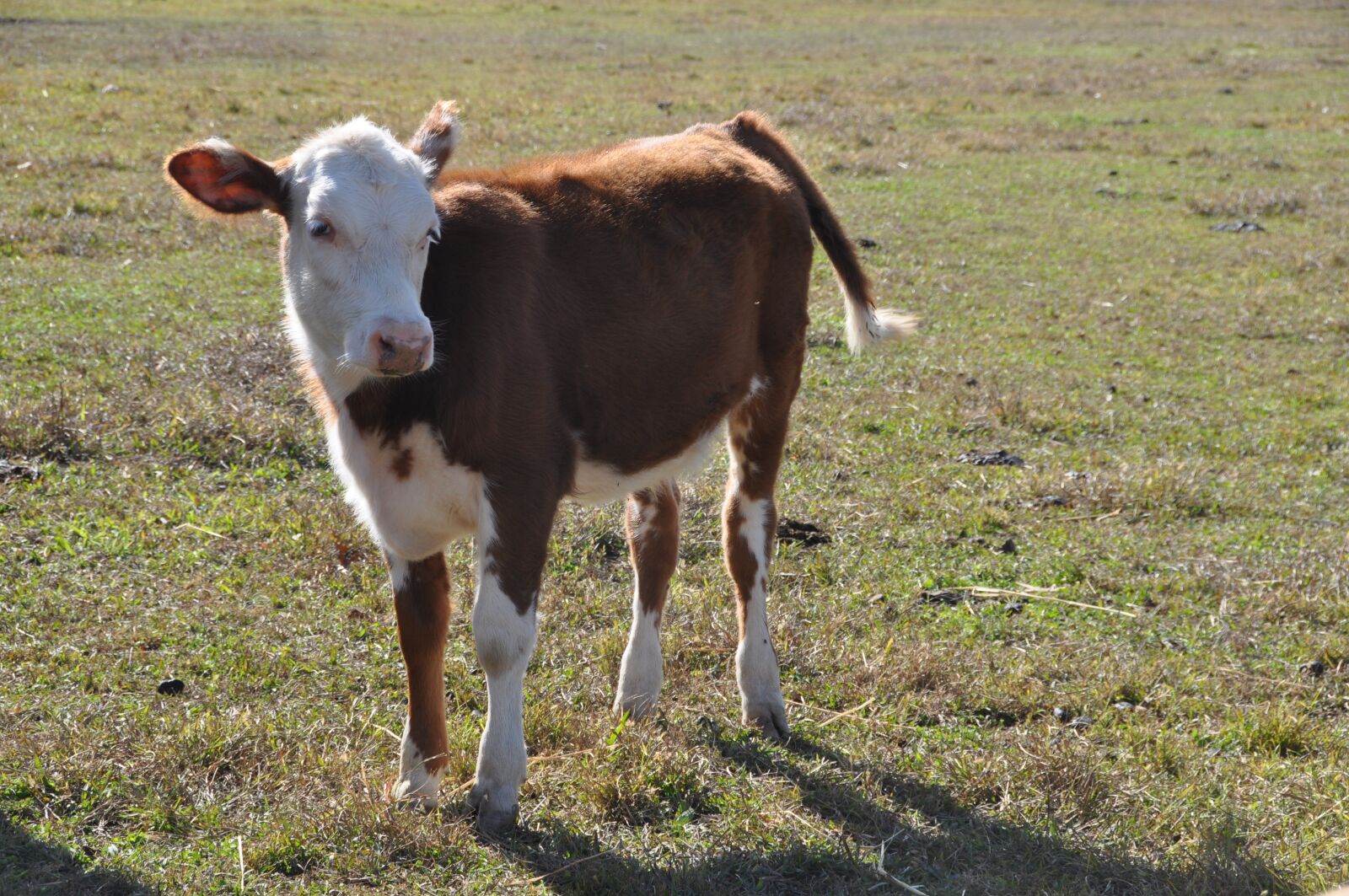Nikon D90 sample photo. Calf, cow, farm photography