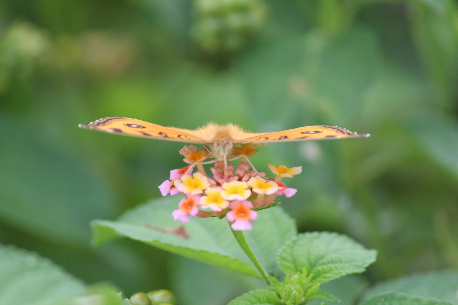 Canon EOS 1200D (EOS Rebel T5 / EOS Kiss X70 / EOS Hi) sample photo. Butterfly, nature, wings photography