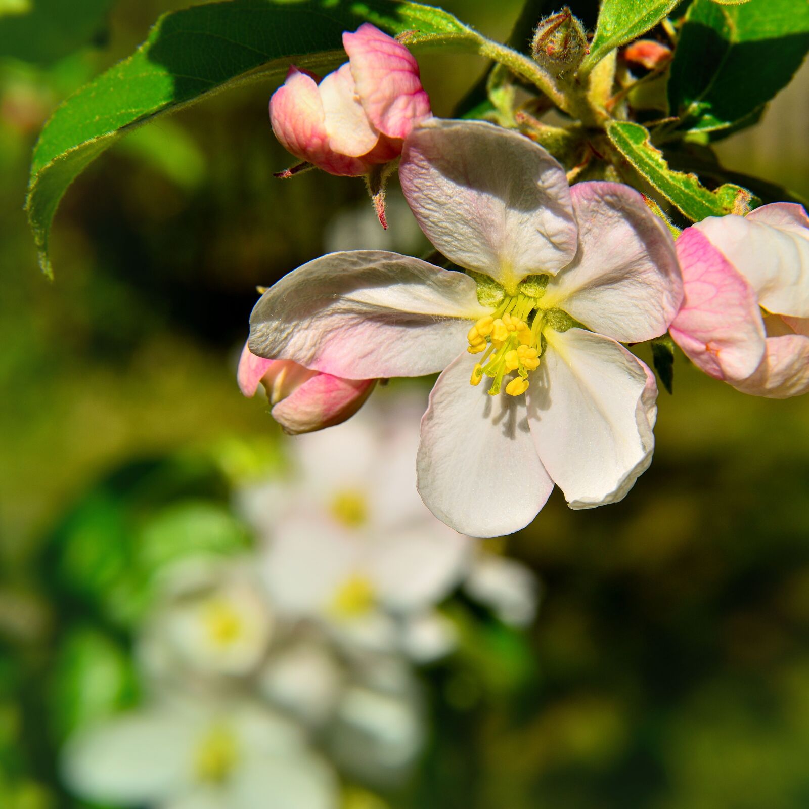 Nikon D5500 sample photo. Apple blossom, apple tree photography