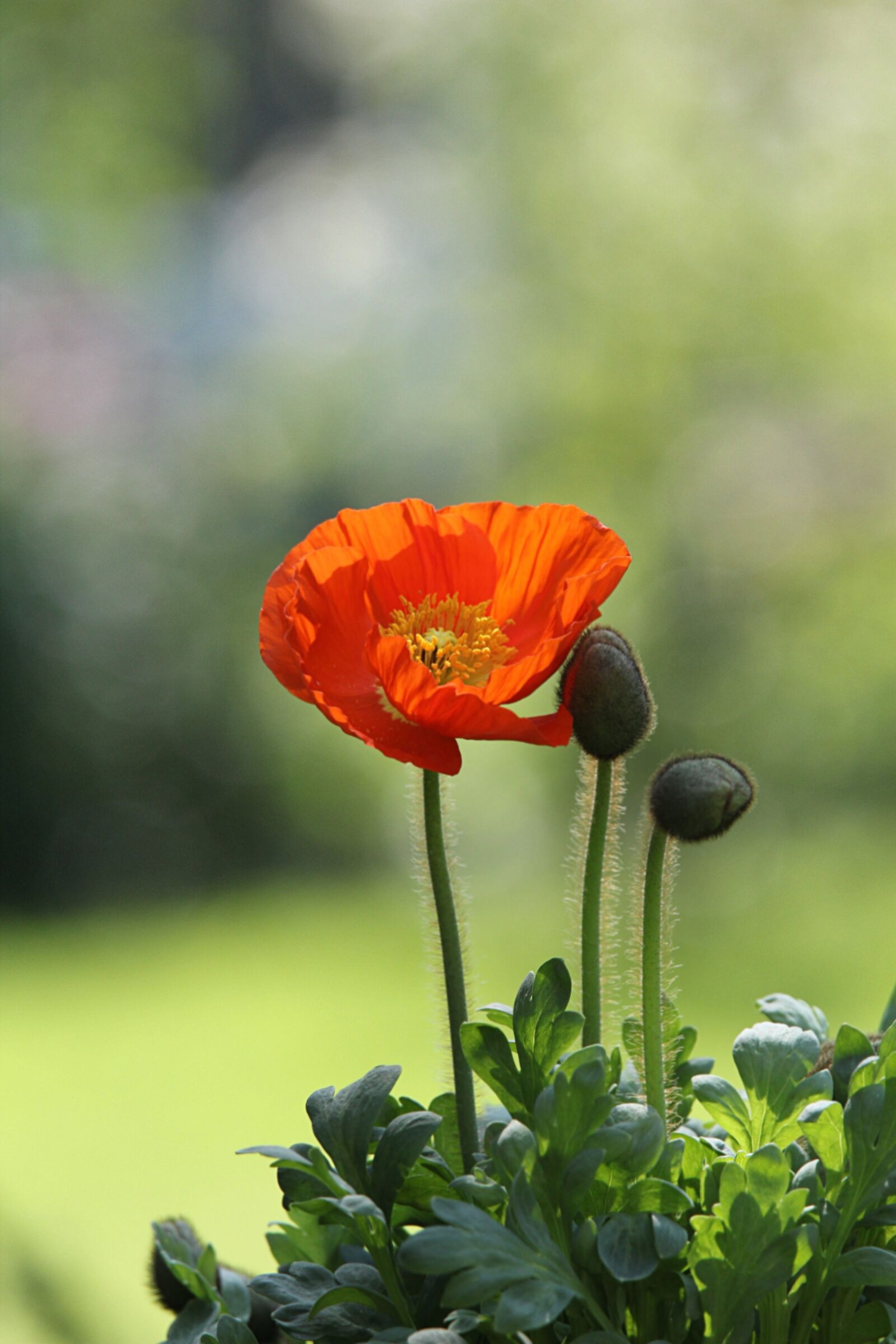 Canon EOS 550D (EOS Rebel T2i / EOS Kiss X4) sample photo. Plant, flower, poppy photography