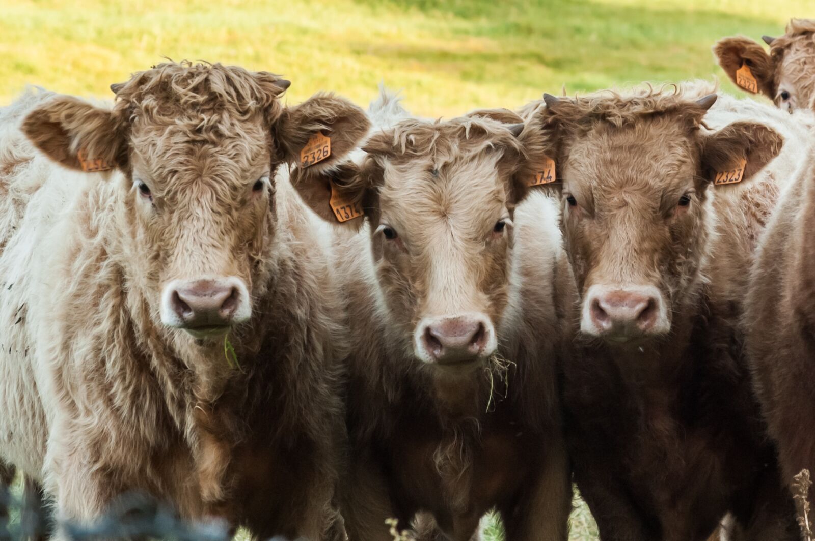 Nikon D40 sample photo. Cows, calves, animals photography