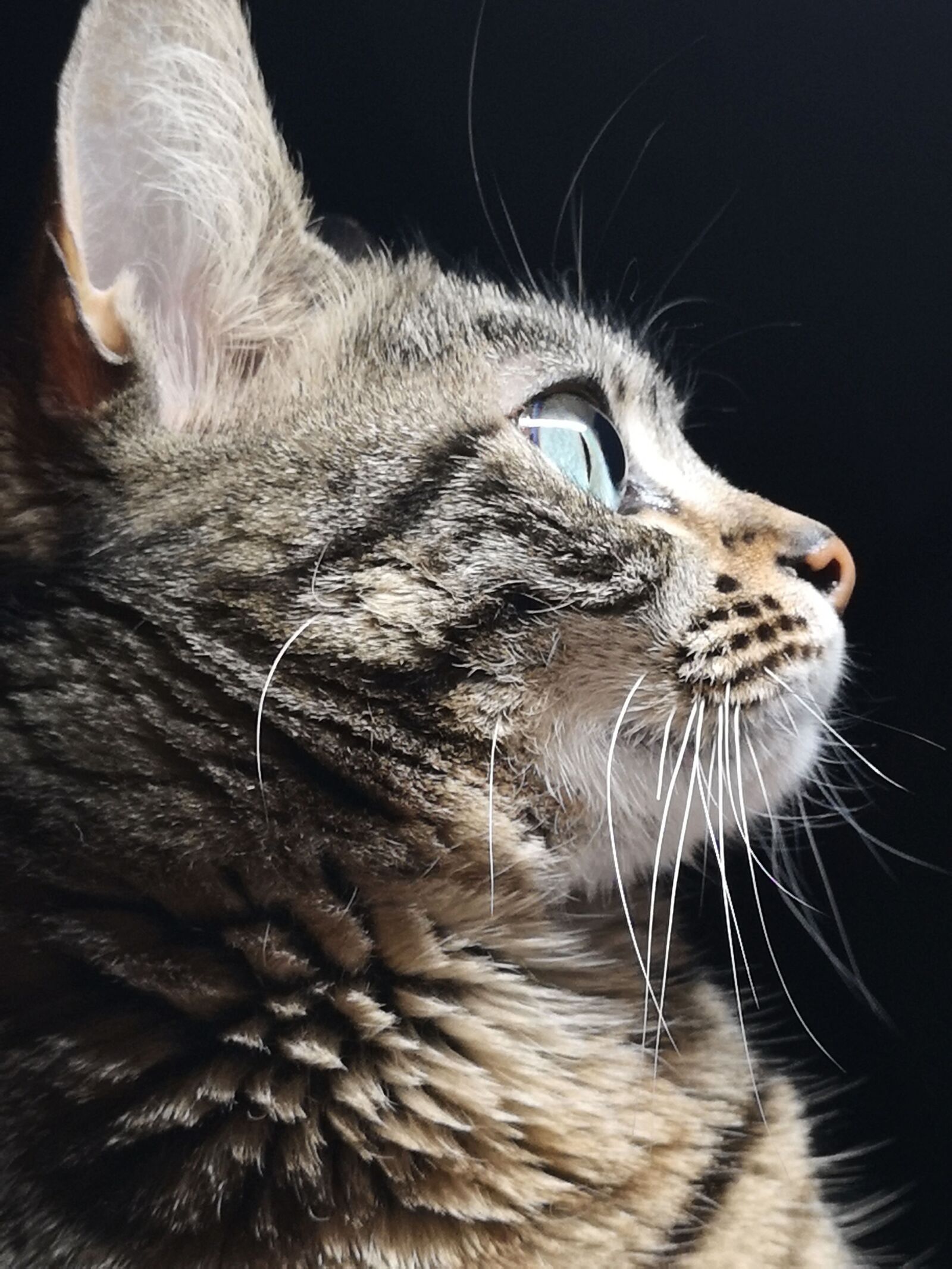 HUAWEI CLT-L09 sample photo. Cat, kitten, pet photography