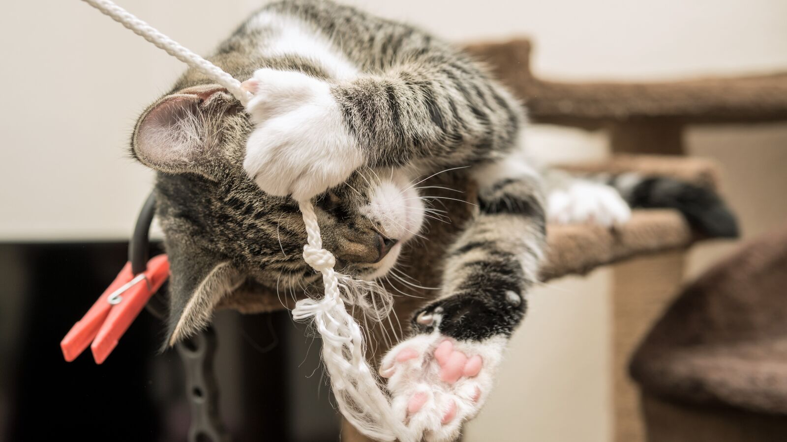 30mm F1.4 DC DN | Contemporary 016 sample photo. Cat, small, playing photography