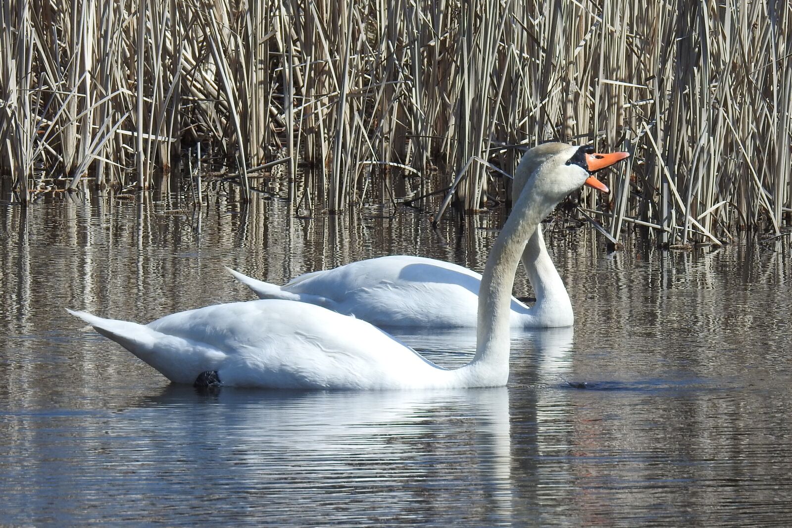 Nikon Coolpix P900 sample photo. Swan, waters, bird photography