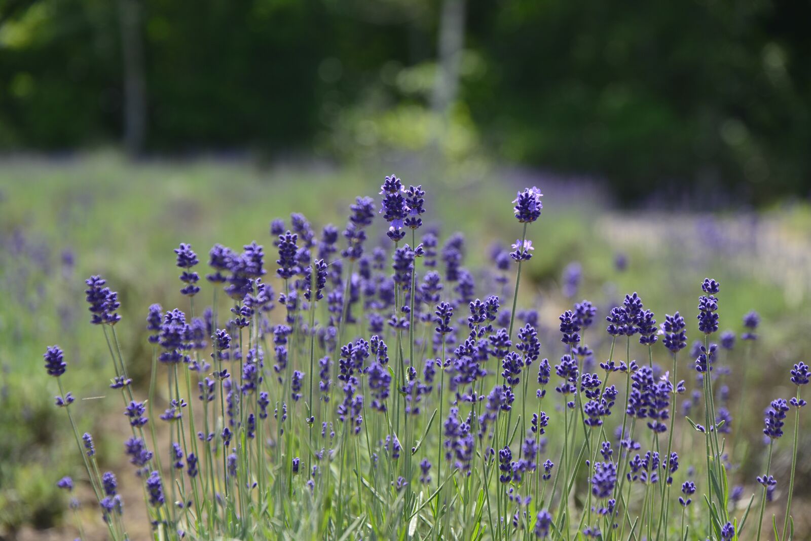 Nikon D5200 sample photo. Japan, plant, nature photography