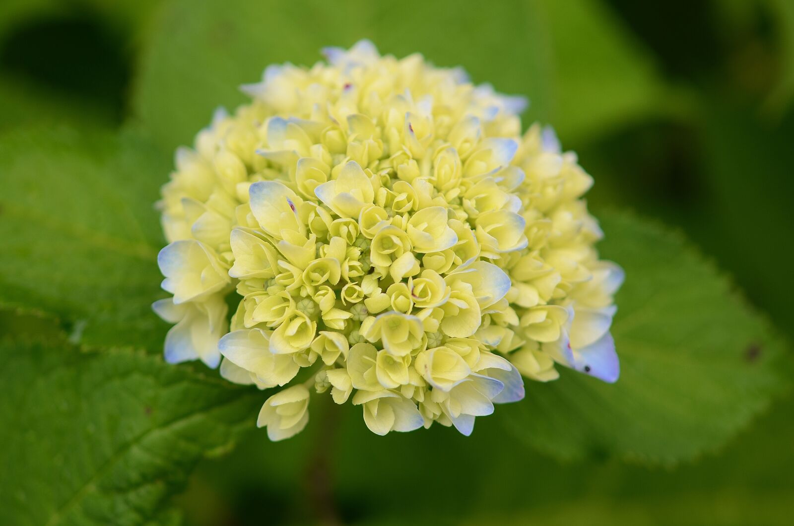 Nikon D7000 sample photo. Flower, natur, spring photography