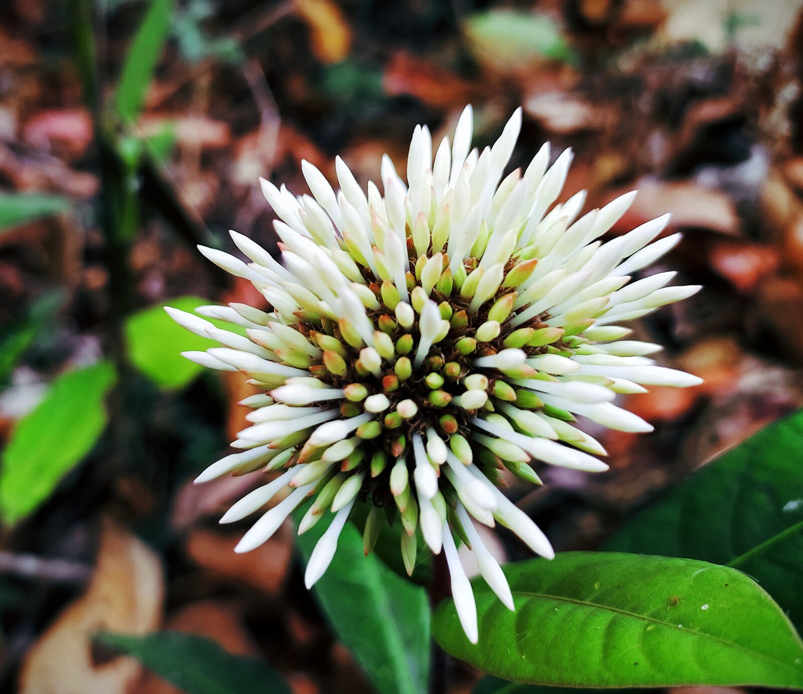 Xiaomi Redmi Note 8 sample photo. White flower, wildflowers, flowers photography