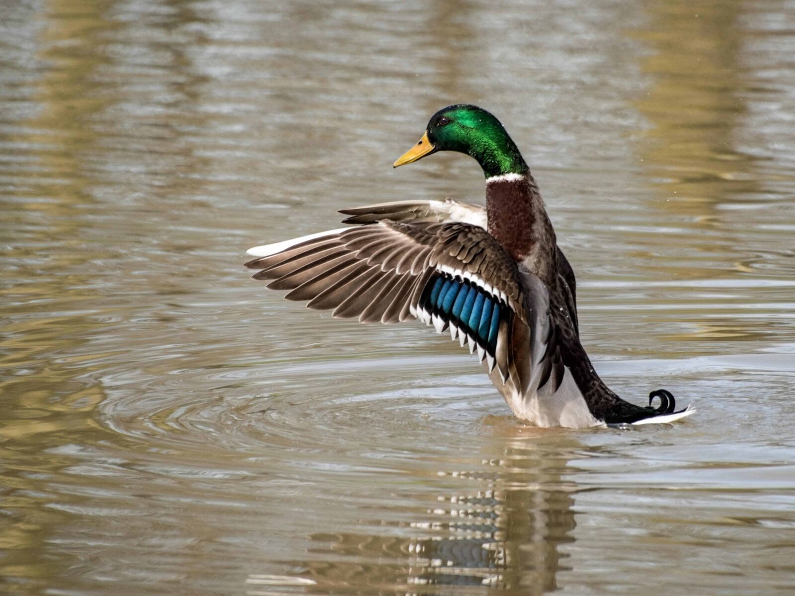 Nikon D500 sample photo. Wildlife, poultry, waterfowl, lake photography