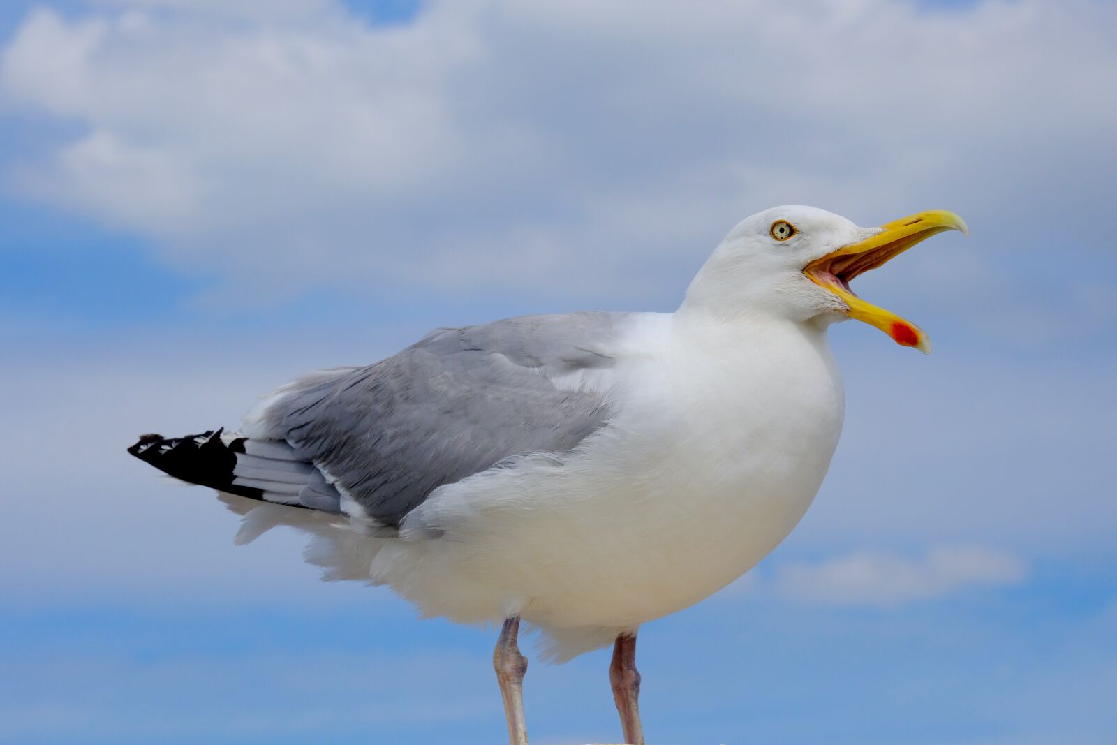 Fujifilm X-T20 sample photo. Gull, bird, scream photography