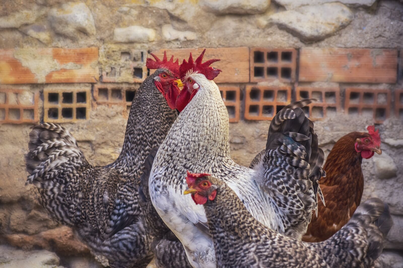Nikon D3300 sample photo. Hens, chicken coop, poultry photography