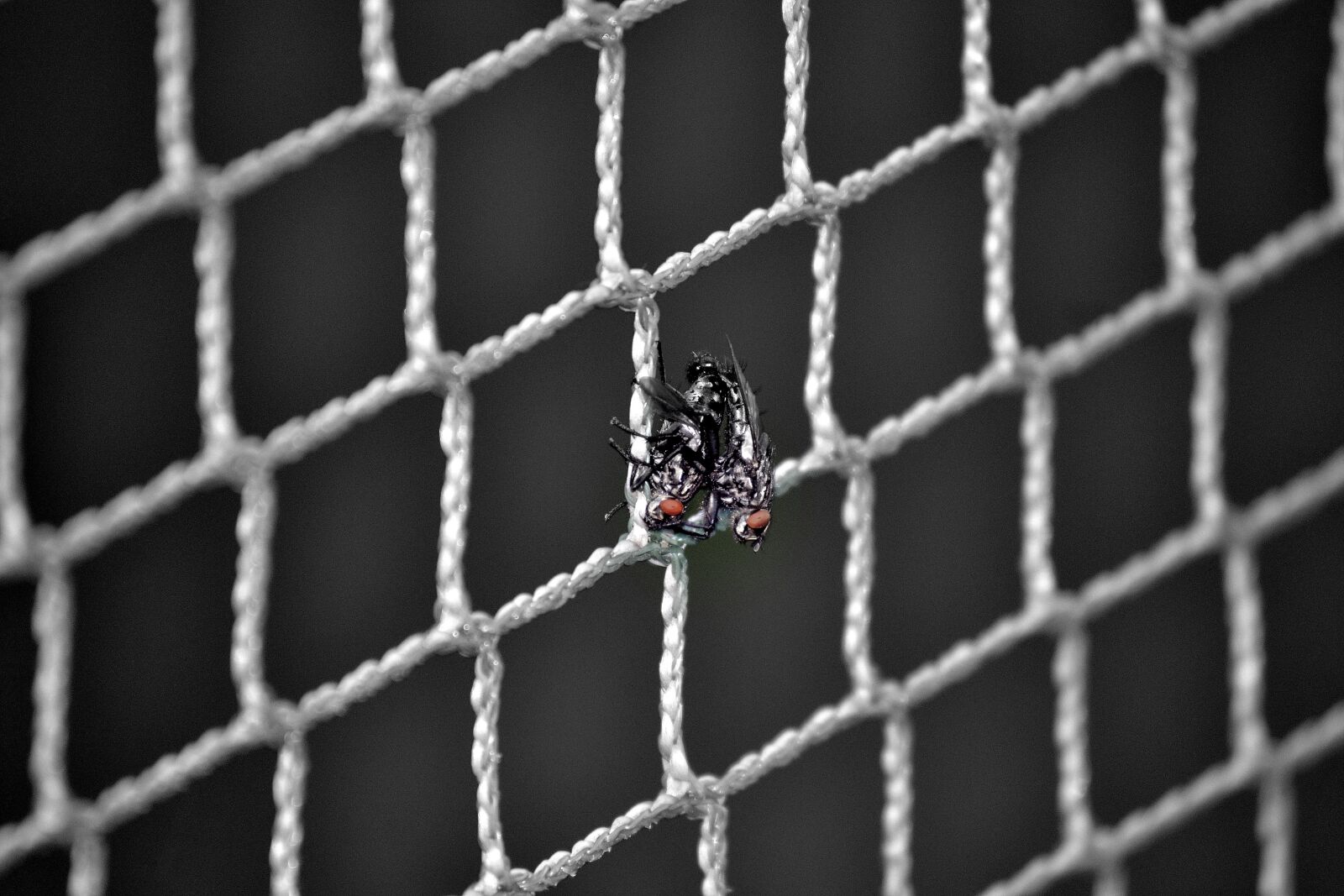Nikon D3100 sample photo. Fly, net, copulation photography