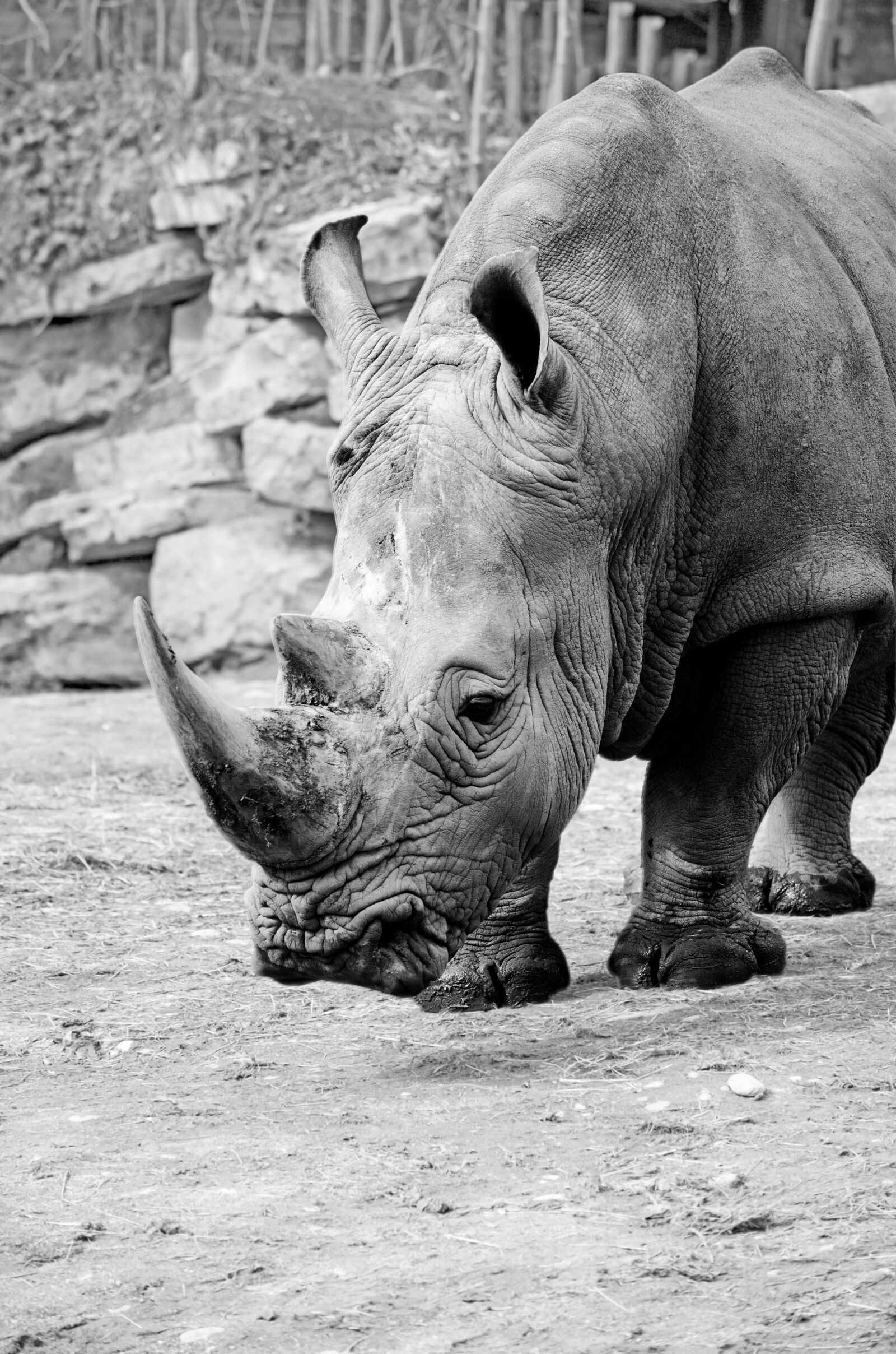 Nikon D5100 sample photo. Rhino, white rhino, rhinoceros photography