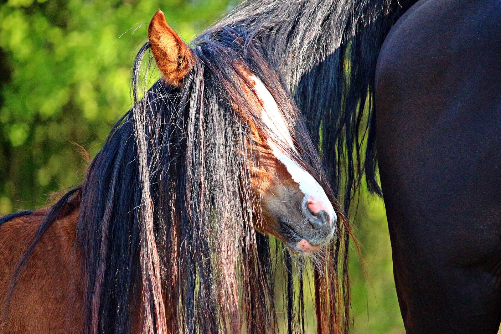 Canon EOS 100D (EOS Rebel SL1 / EOS Kiss X7) sample photo. Horse, mane, foal photography