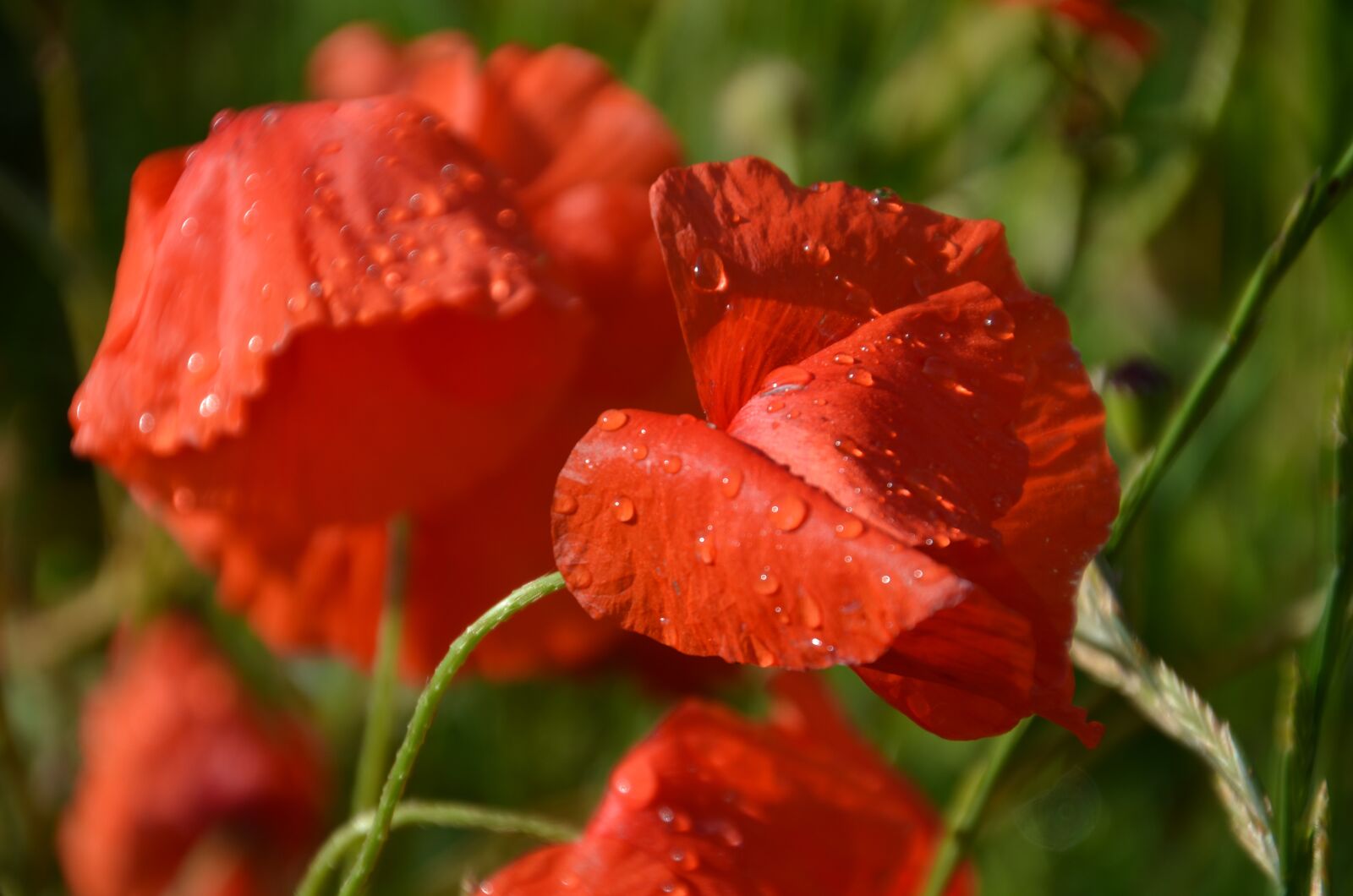 Nikon D5100 sample photo. Flower, nature, plant photography