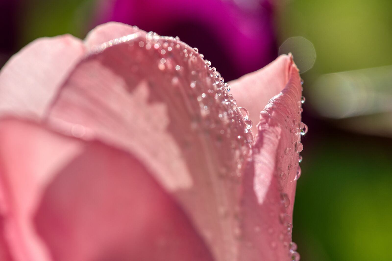 Nikon D750 sample photo. Tulips, irrigation, casting photography