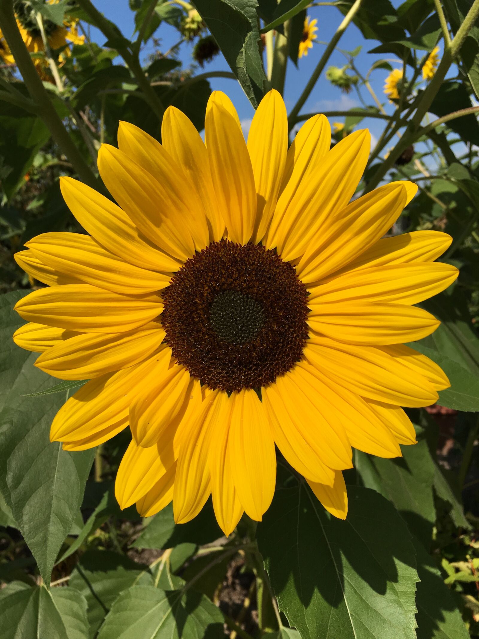 Apple iPhone 6s sample photo. Sunflower, yellow, sun photography