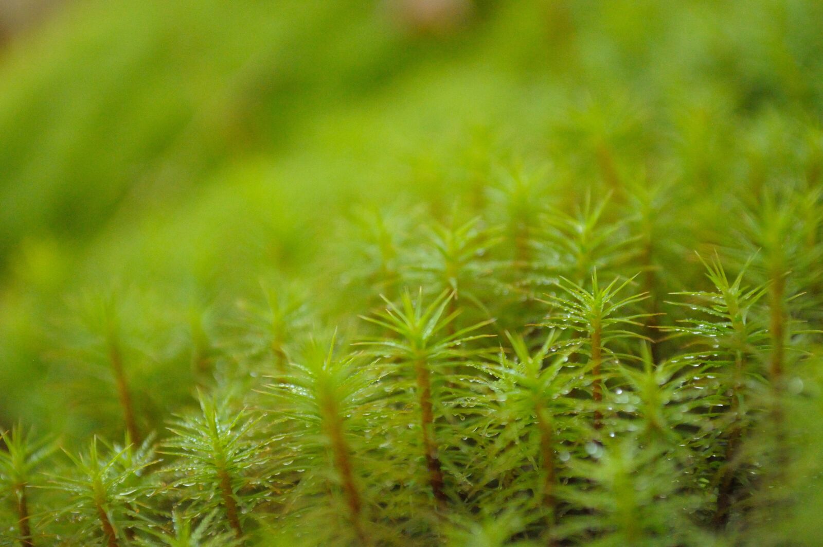 Nikon D5000 sample photo. Star moss, moss, macro photography