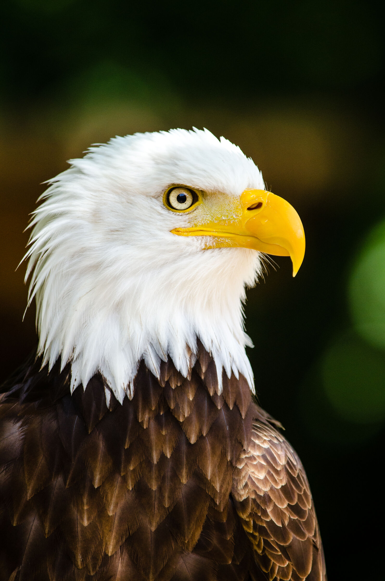 Nikon D7000 + Sigma APO Tele Macro 300mm F4 sample photo. Close, up, photography, of photography