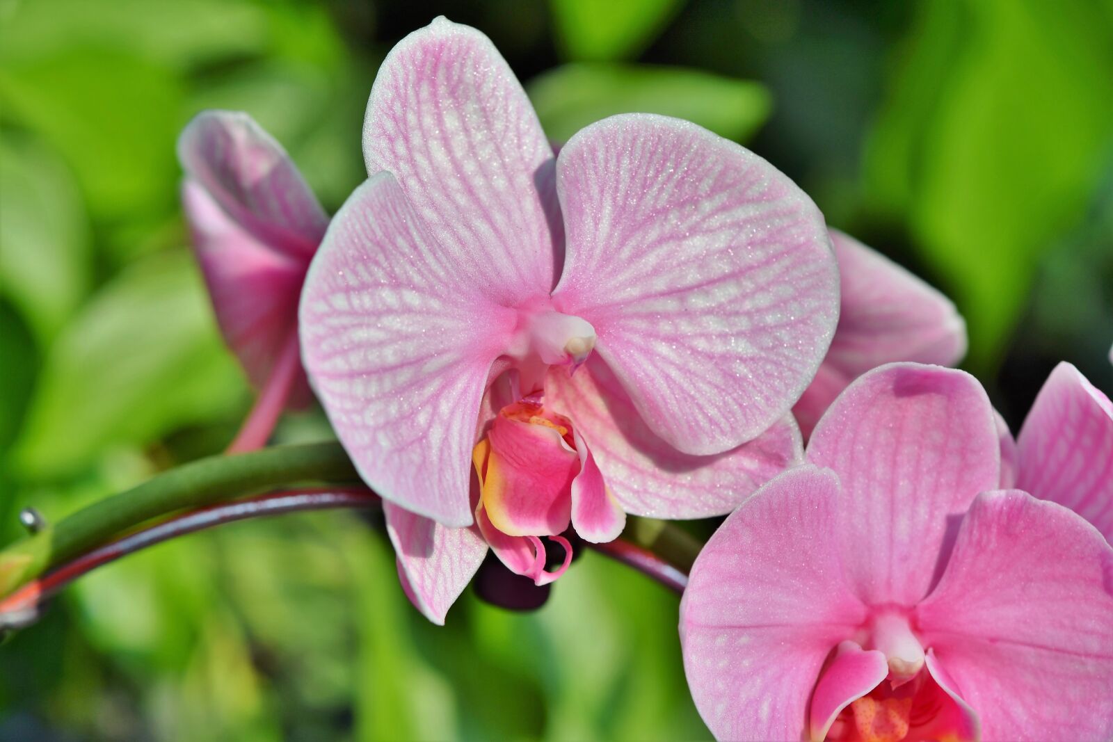 Nikon D7200 sample photo. Orchids, orchid flower, blossom photography