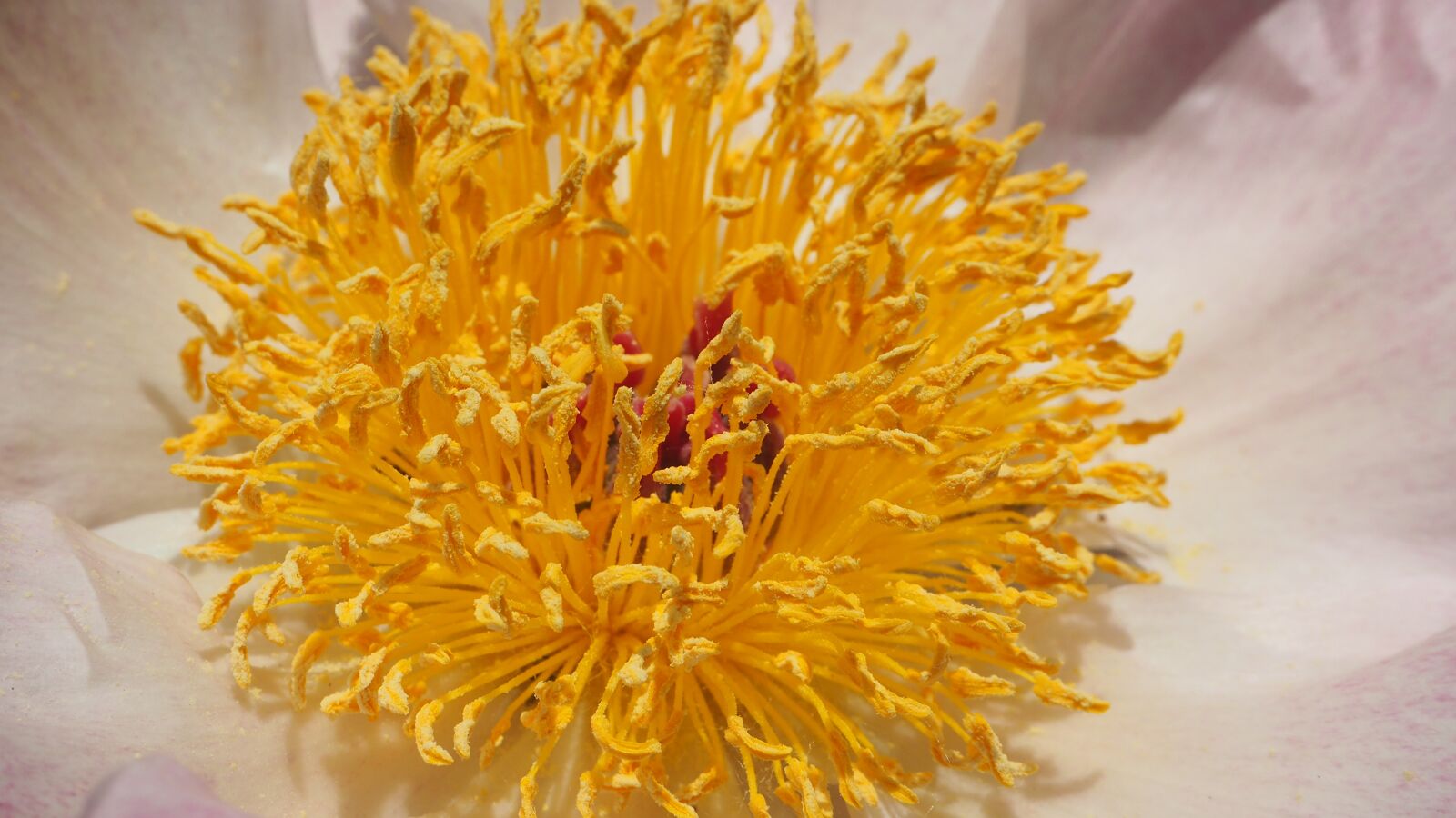Olympus OM-D E-M10 II sample photo. Flower center, macro, yellow photography