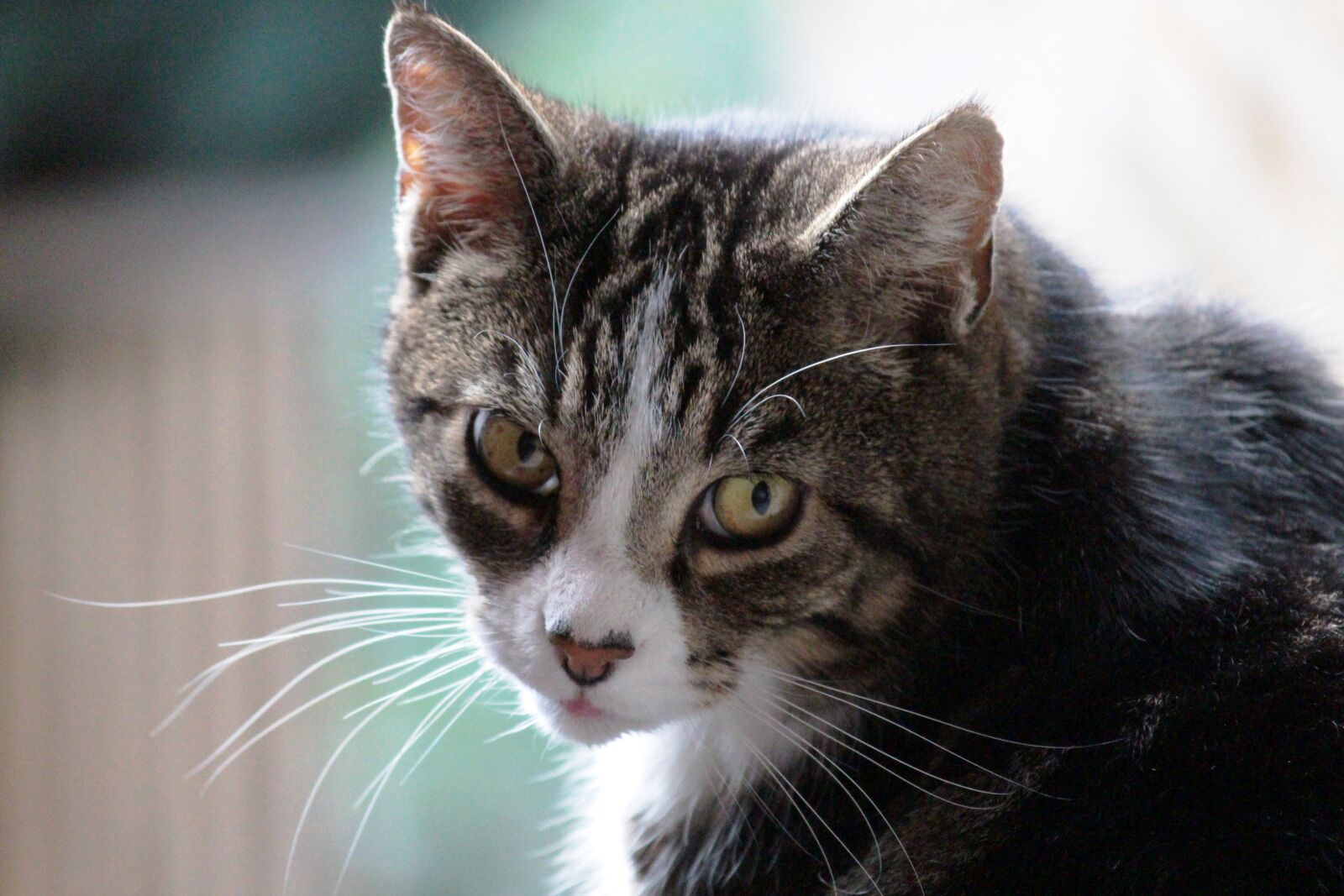 Canon EOS 700D (EOS Rebel T5i / EOS Kiss X7i) sample photo. Animal, beautiful, cat, cut photography