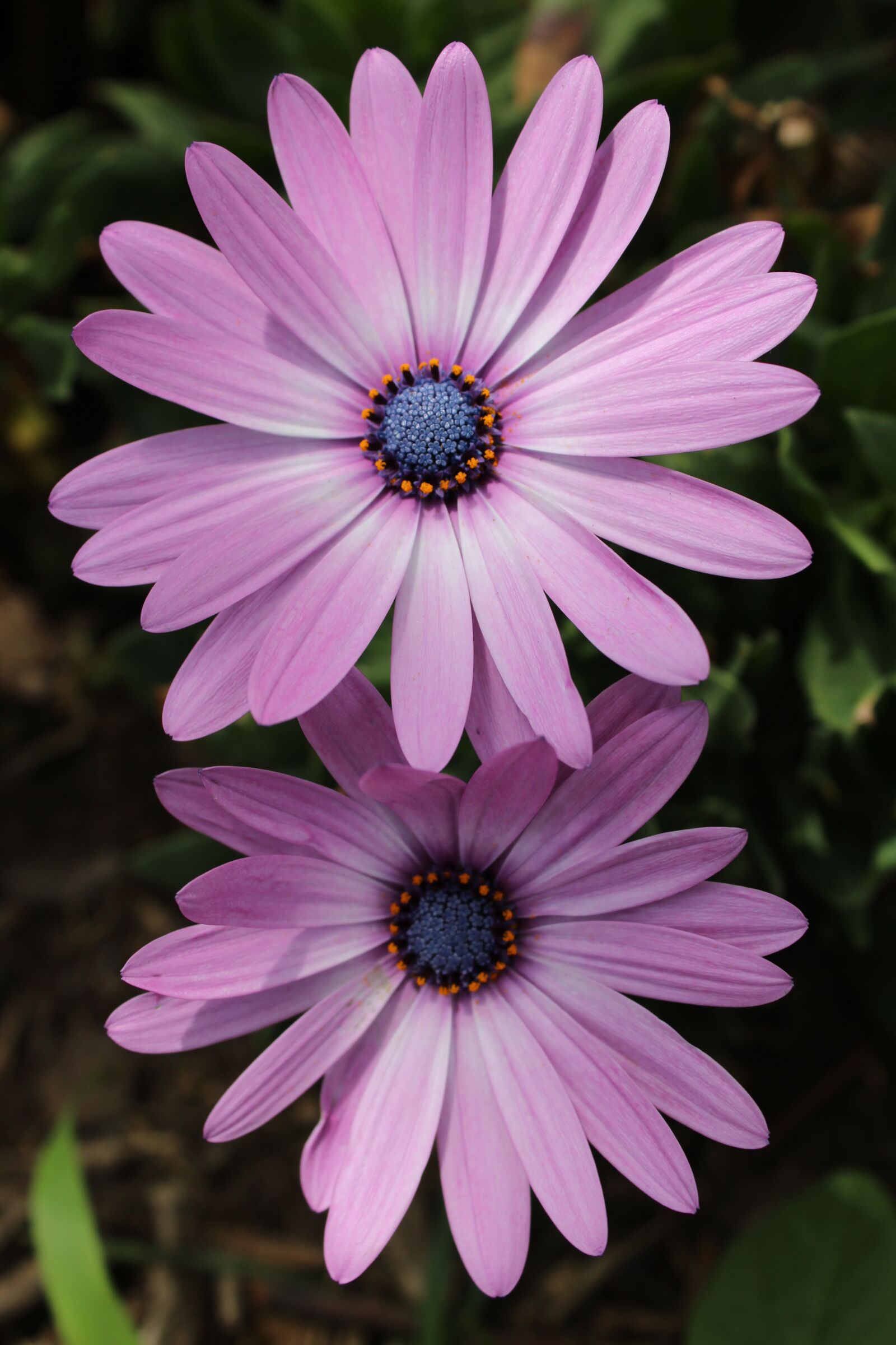 Canon EOS 1200D (EOS Rebel T5 / EOS Kiss X70 / EOS Hi) sample photo. Flower, flowers, lilac photography