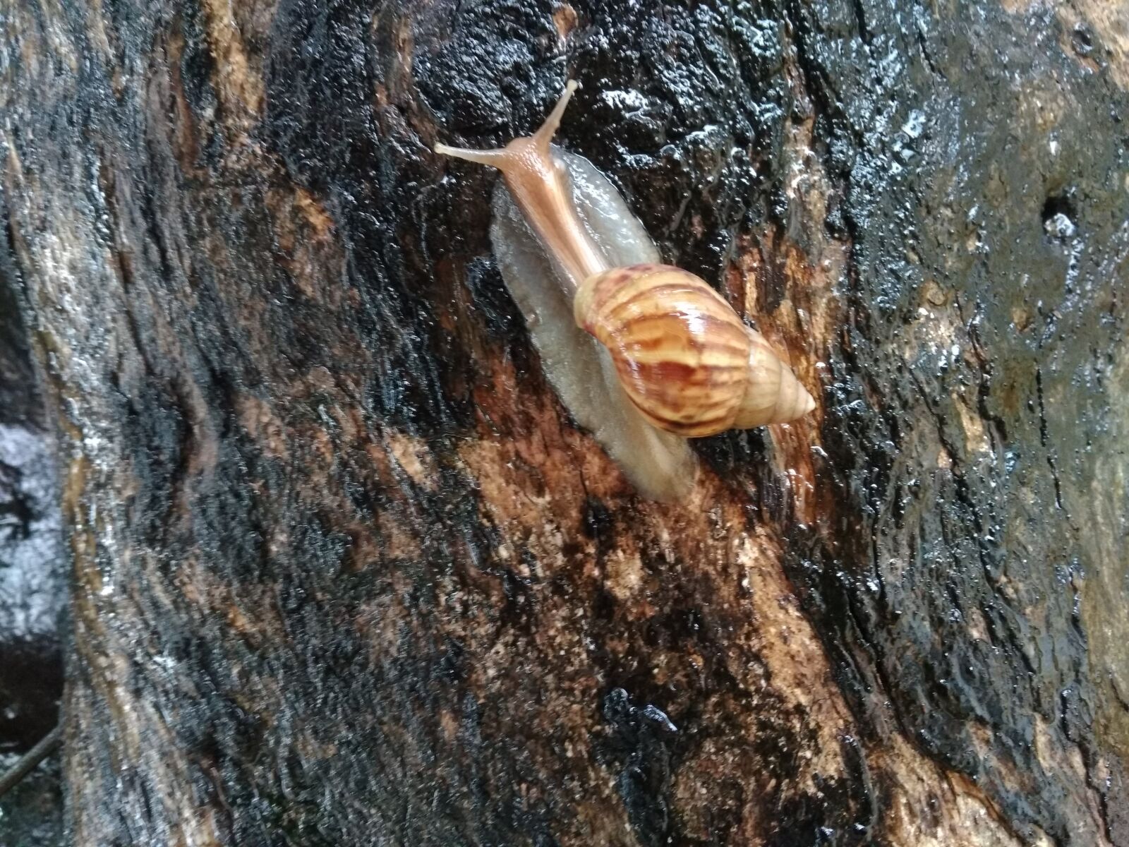 Xiaomi Redmi 4A sample photo. Snail, climbing, shell photography