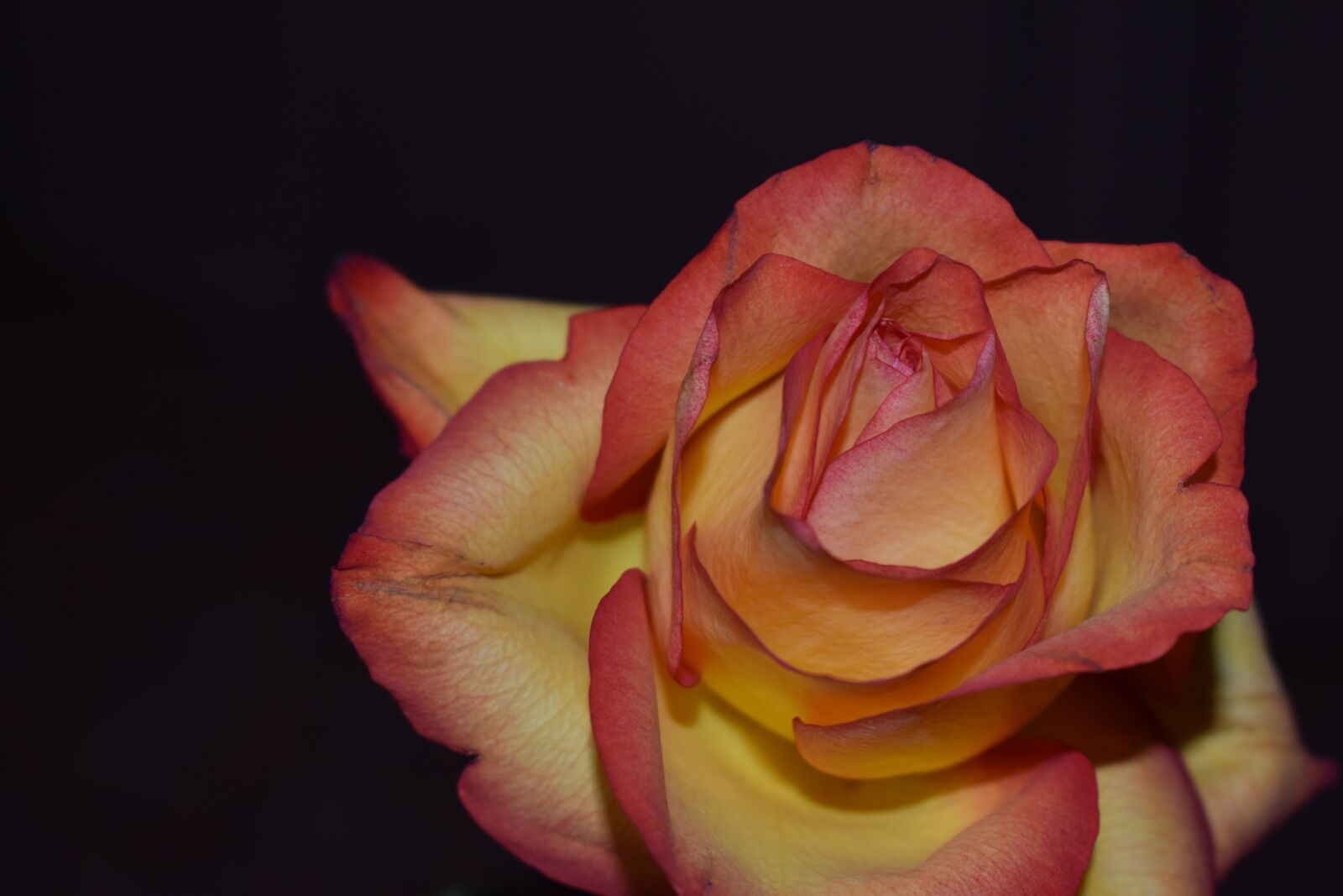 Nikon D3500 sample photo. Rose, flowers, petal photography