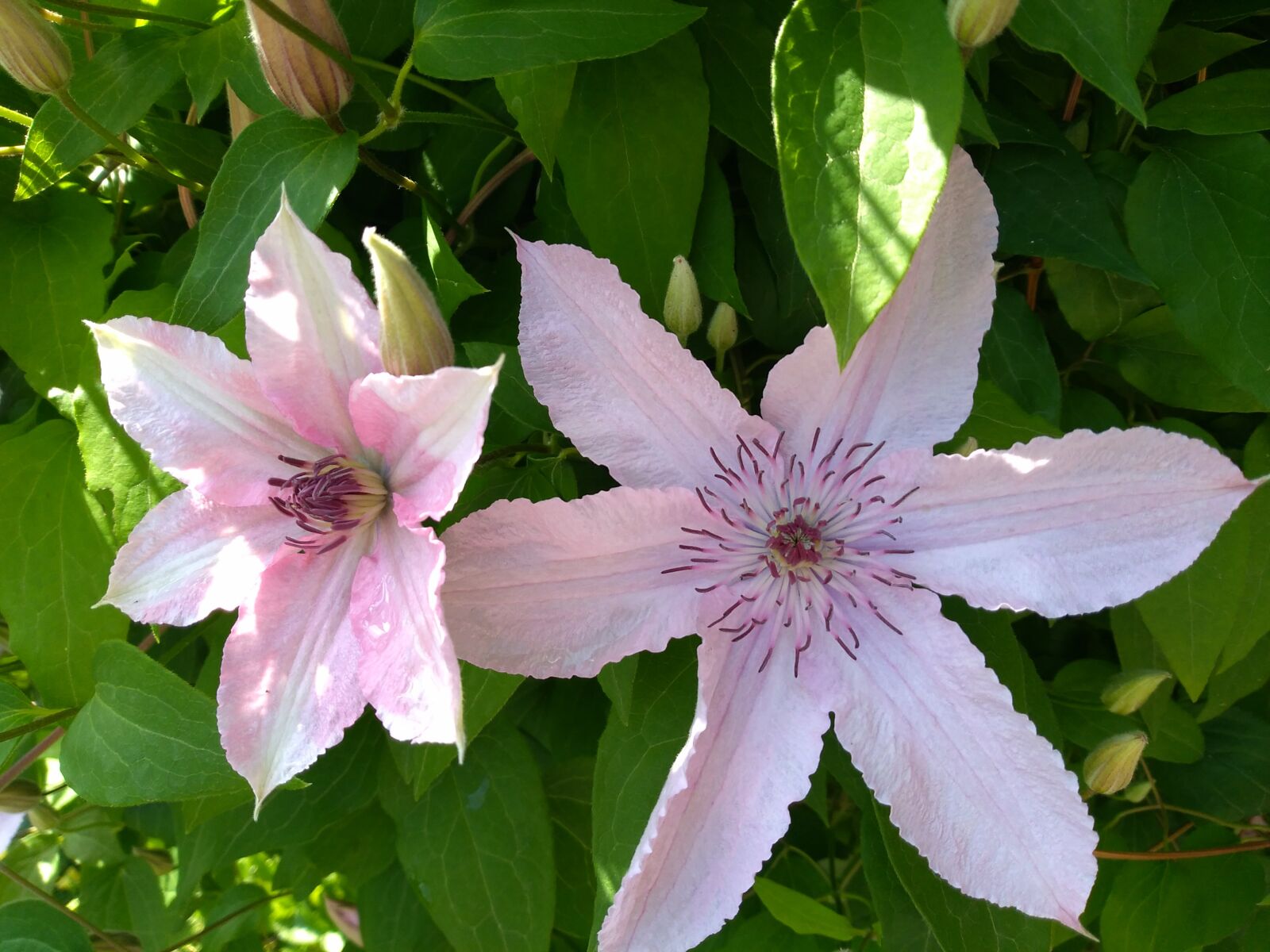 HUAWEI P9 LITE MINI sample photo. Clematis, pink, flower photography