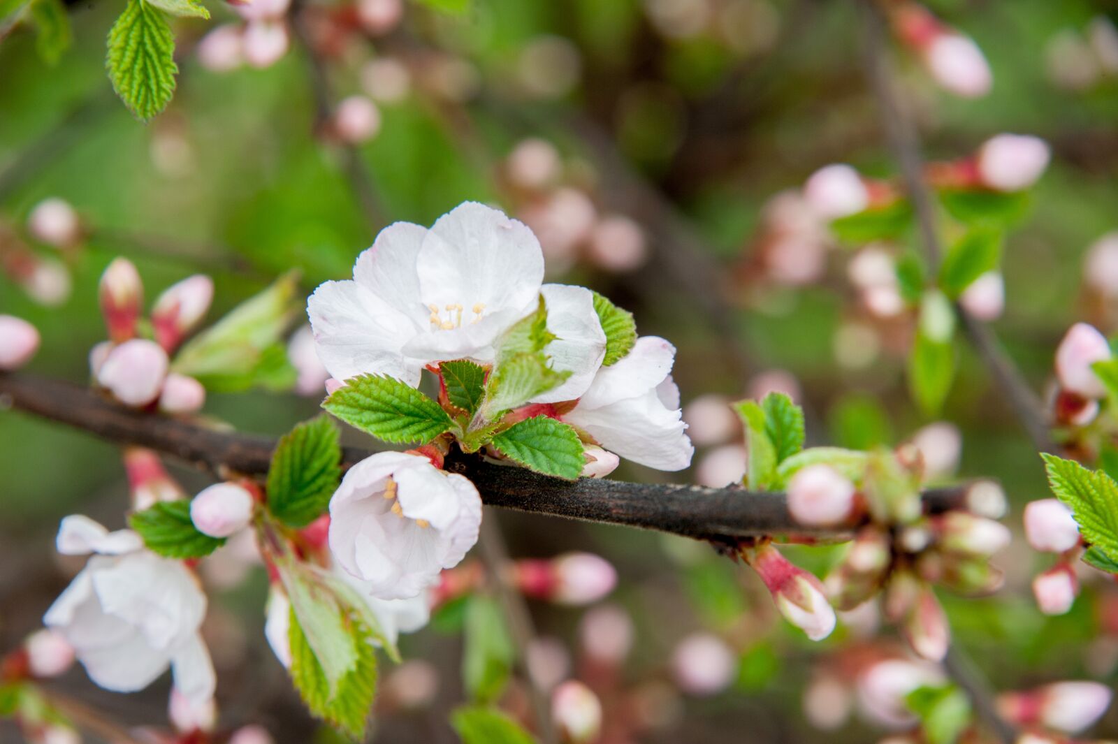 Nikon D700 sample photo. Spring, cherry, flowers photography