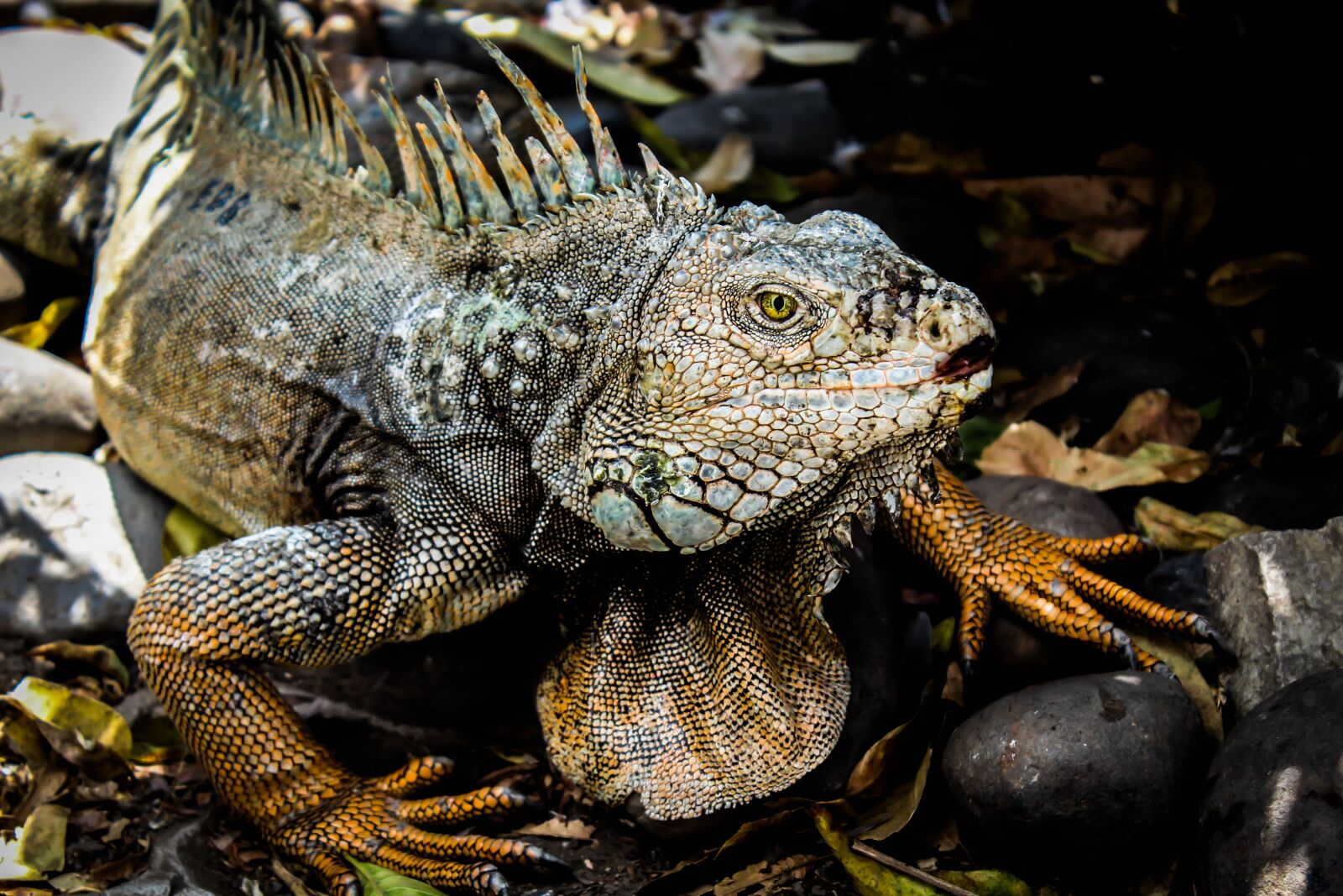 Canon EOS 600D (Rebel EOS T3i / EOS Kiss X5) sample photo. Reptiles, lizards, nature photography