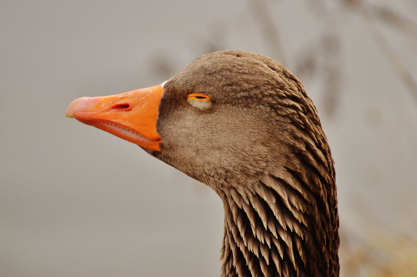 Nikon D3200 sample photo. Goose, bird, tired photography