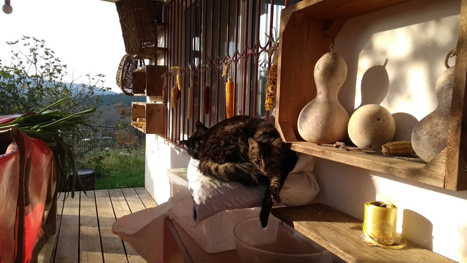 Motorola Moto G (5th Gen) sample photo. Cats, farm, farming photography