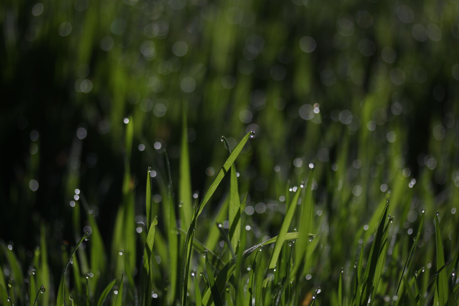 Canon EF-S 60mm F2.8 Macro USM sample photo. Grass, dew, green photography
