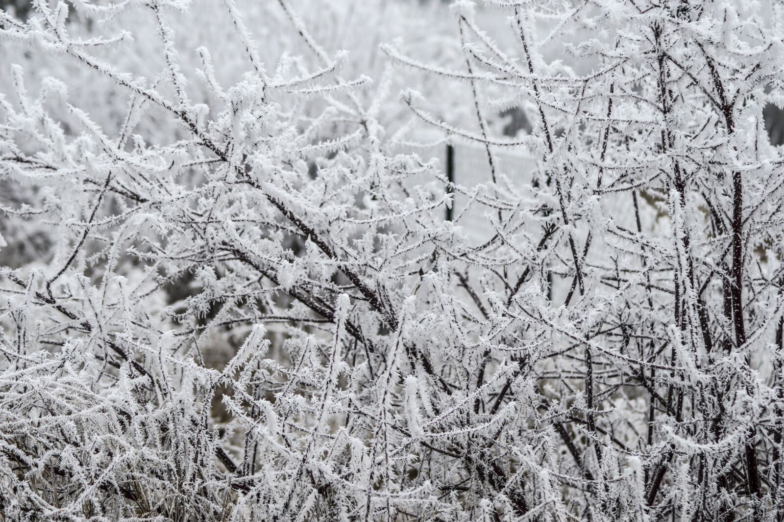 Nikon D3200 sample photo. White, gel, branches photography