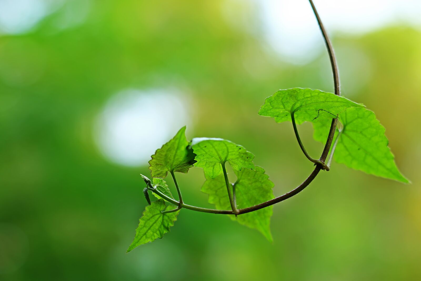 Canon EOS 70D + Canon EF 50mm F1.8 STM sample photo. Leaf, nature, flora photography