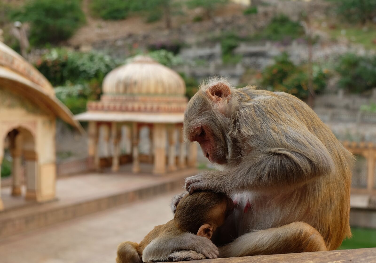 Fujifilm X-T1 sample photo. Monkeys, temple, india photography