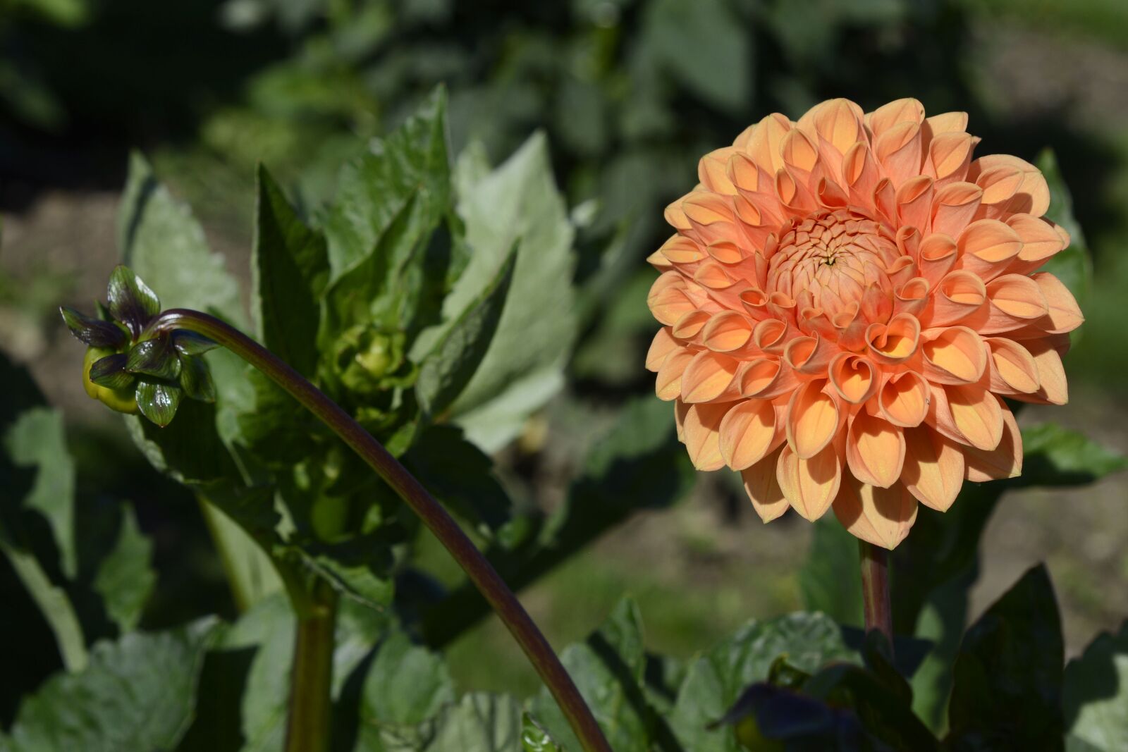 Nikon D7100 sample photo. Dahlia, flower, blossom photography