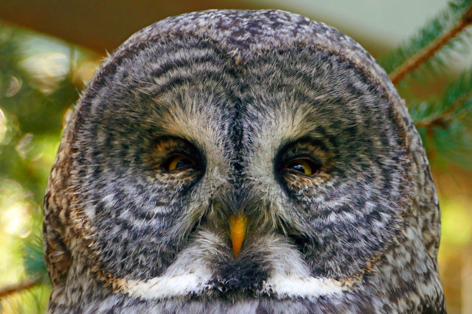 Panasonic Lumix DMC-FZ1000 sample photo. Owl, great grey, head photography