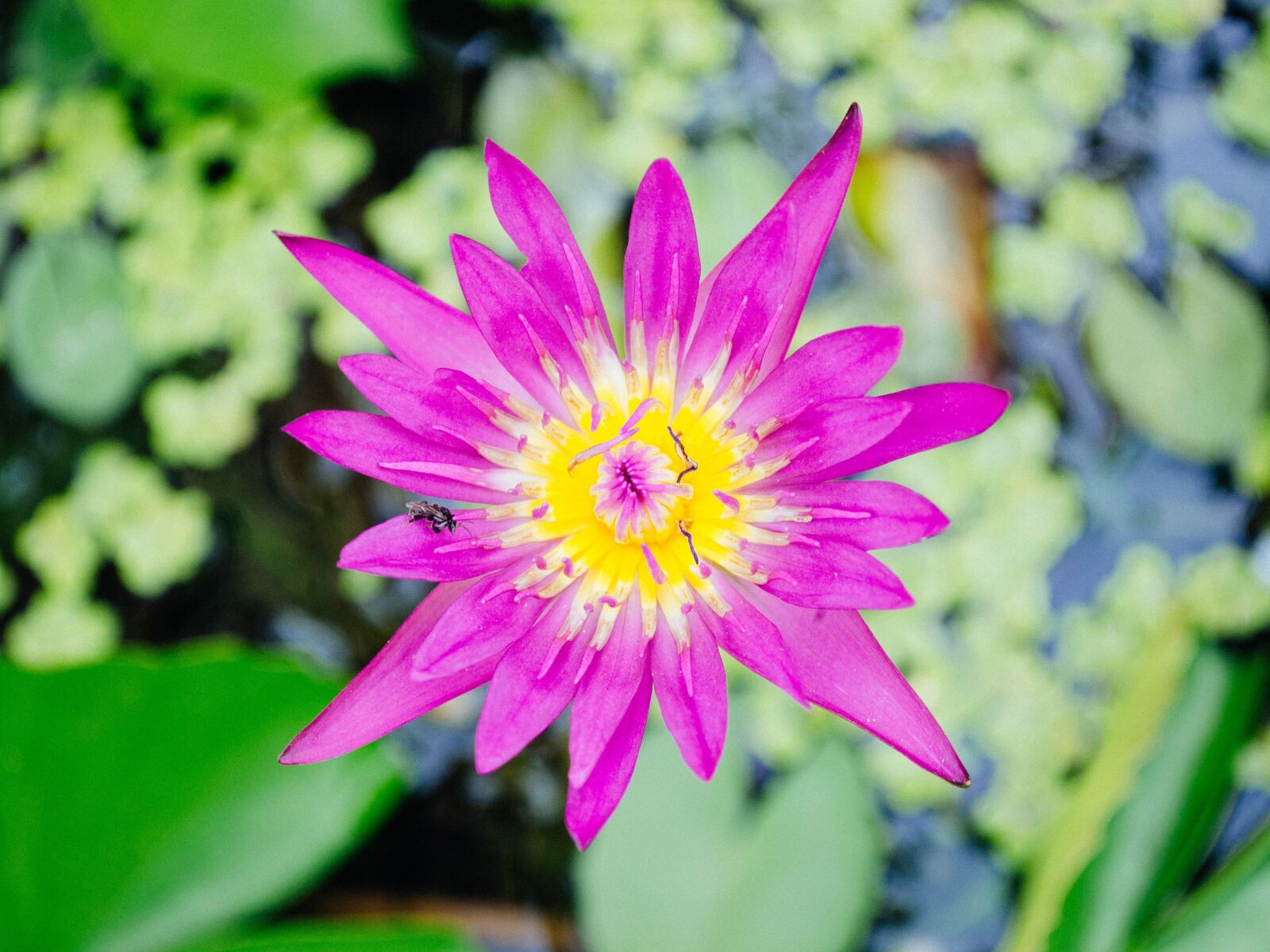 Nikon D5100 sample photo. Lotus, nature, lotus leaf photography