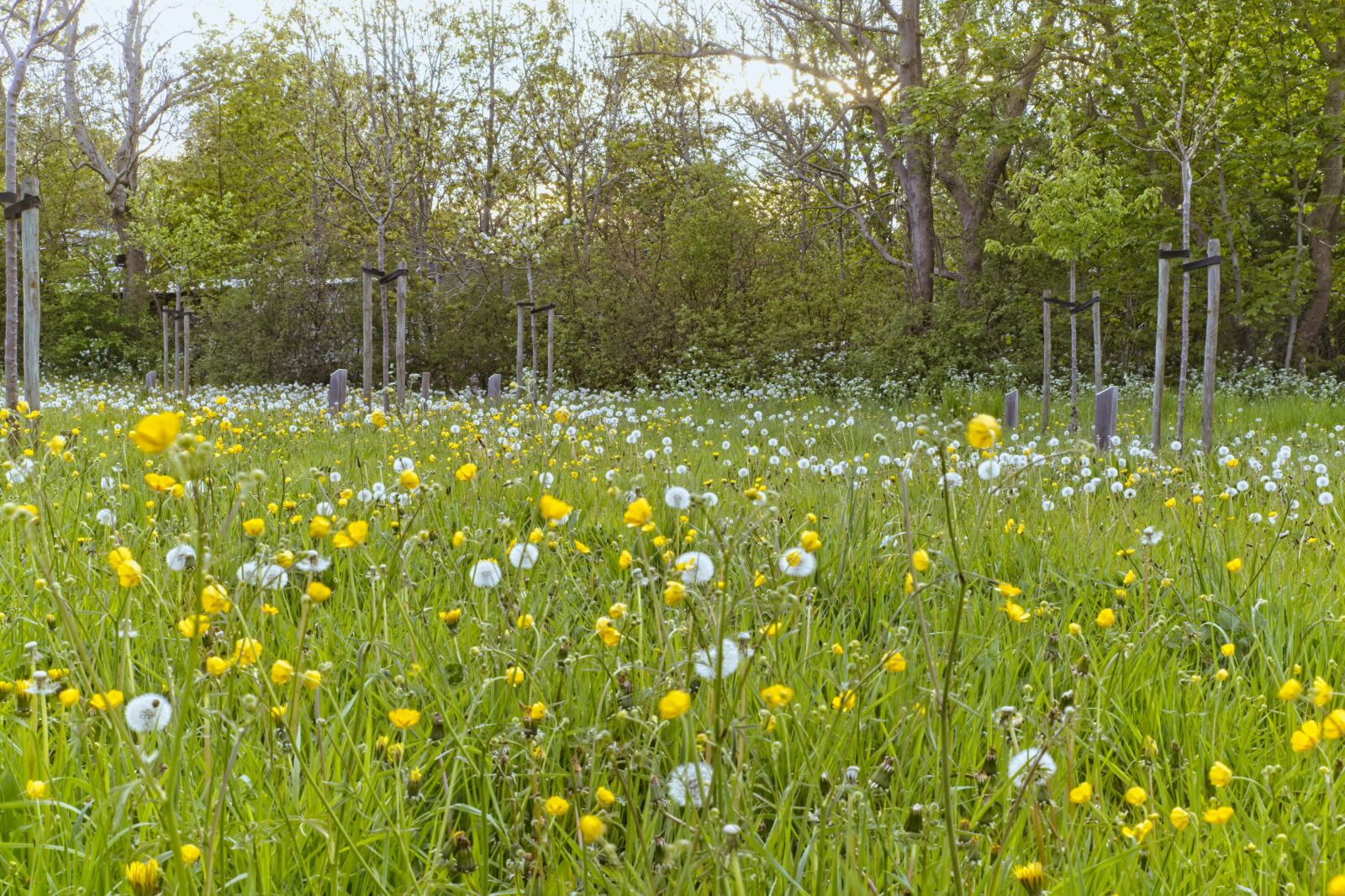 Canon EOS R + Tamron SP 24-70mm F2.8 Di VC USD G2 sample photo. Buttercups, dandelions, meadow photography