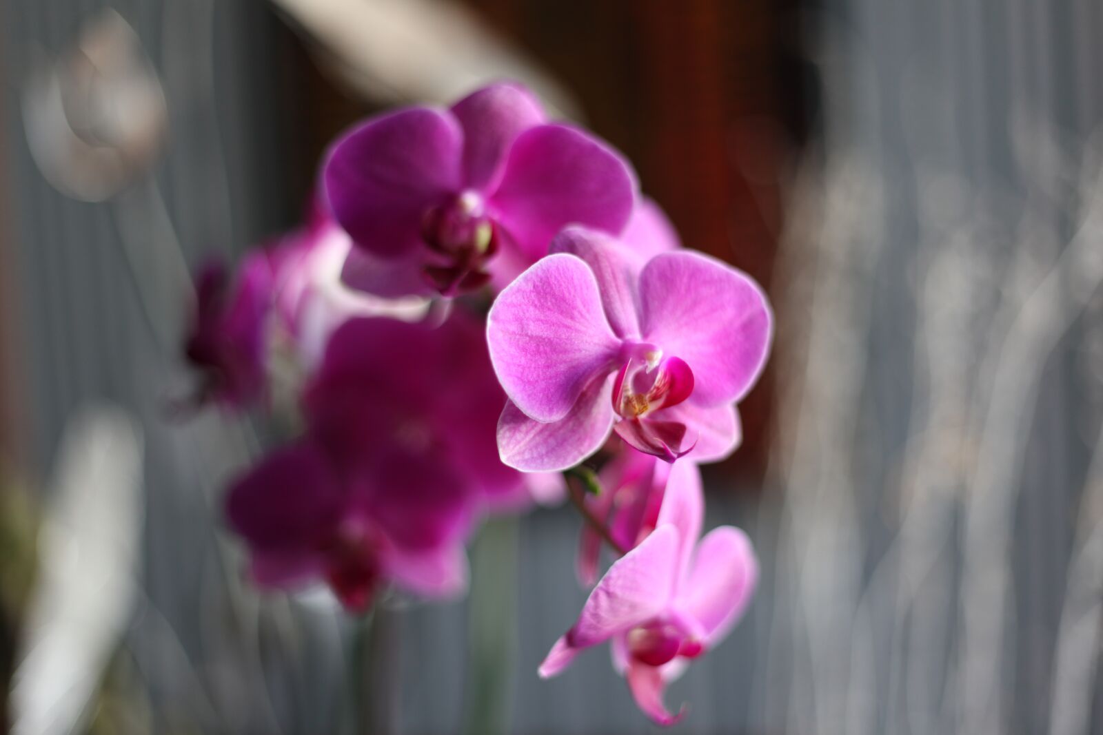 Canon EOS 5D Mark II sample photo. Orchid, pink, flower photography