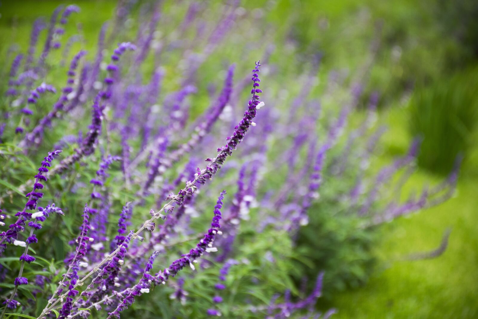 Nikon D5300 sample photo. Lavender, flowers, field photography