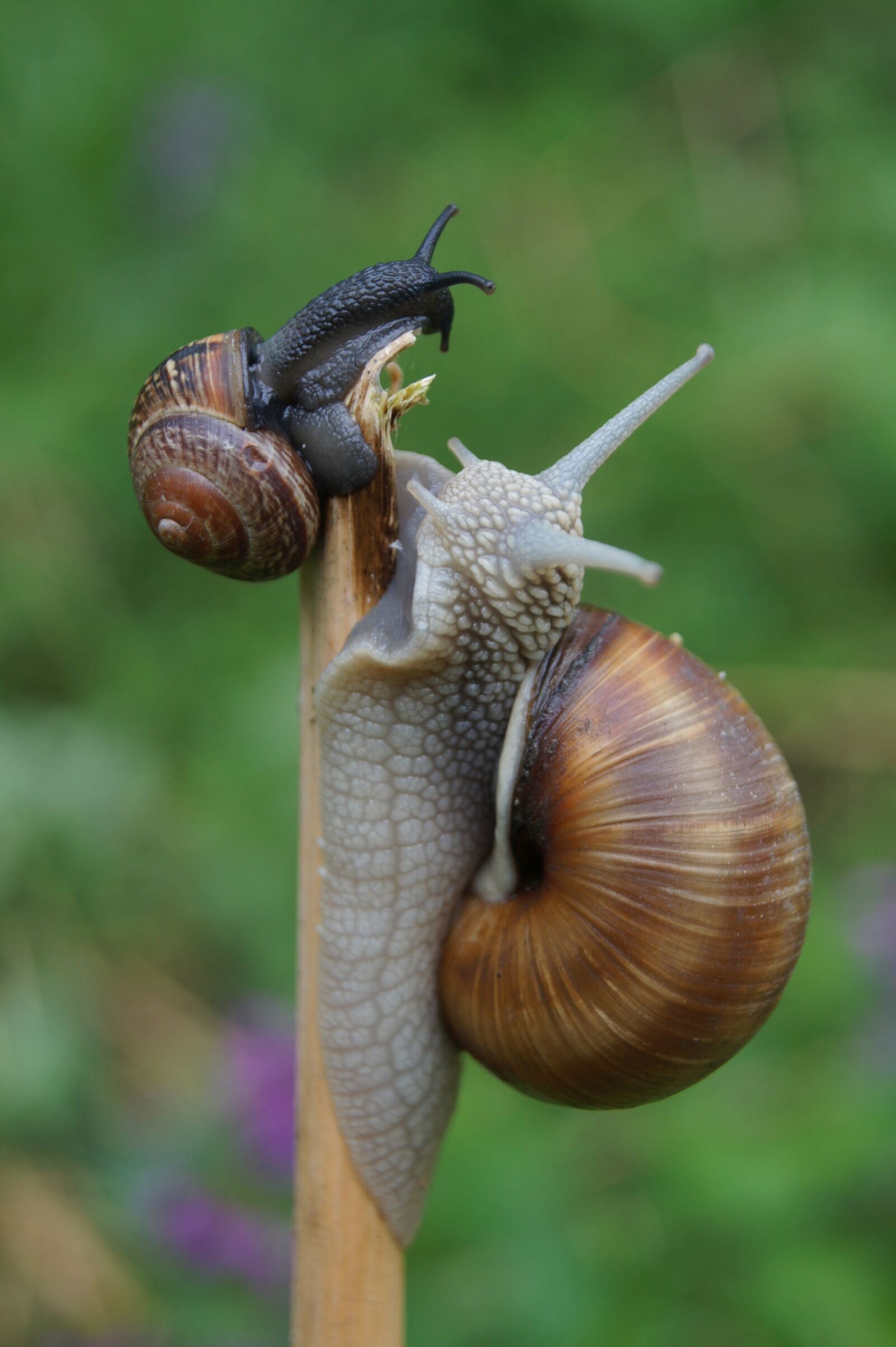 Sony Alpha DSLR-A450 sample photo. Slowly, snail, bauchfuesser photography