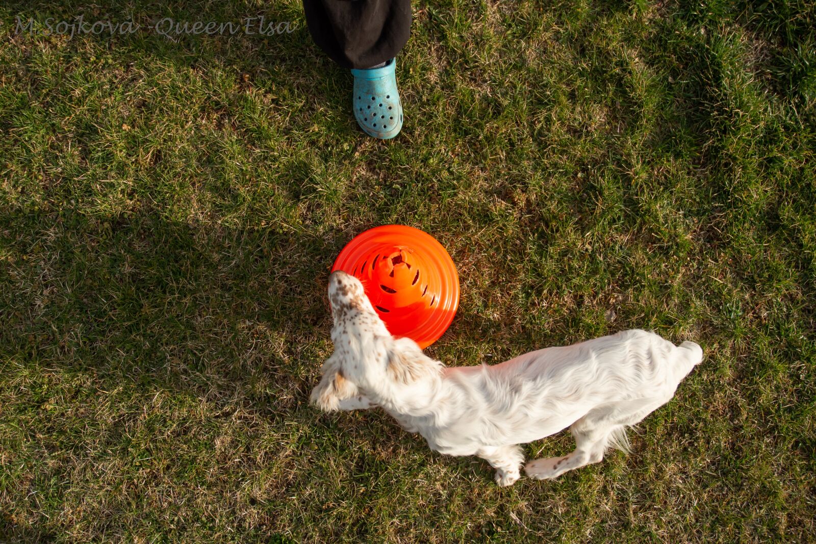 Nikon D7200 sample photo. Dog, english setter, setter photography