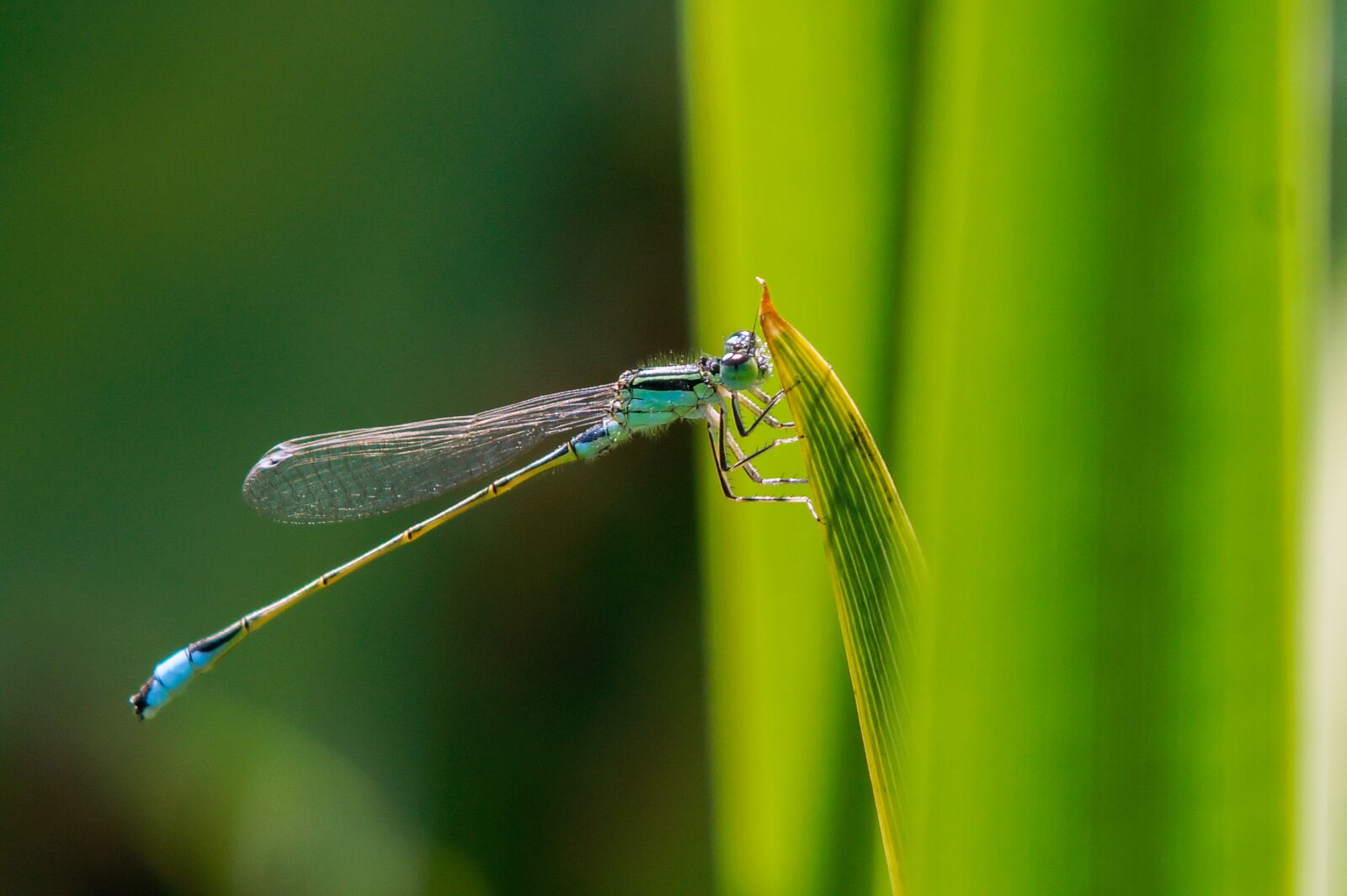 Sony SLT-A77 sample photo. Damselfly, insect, nature photography