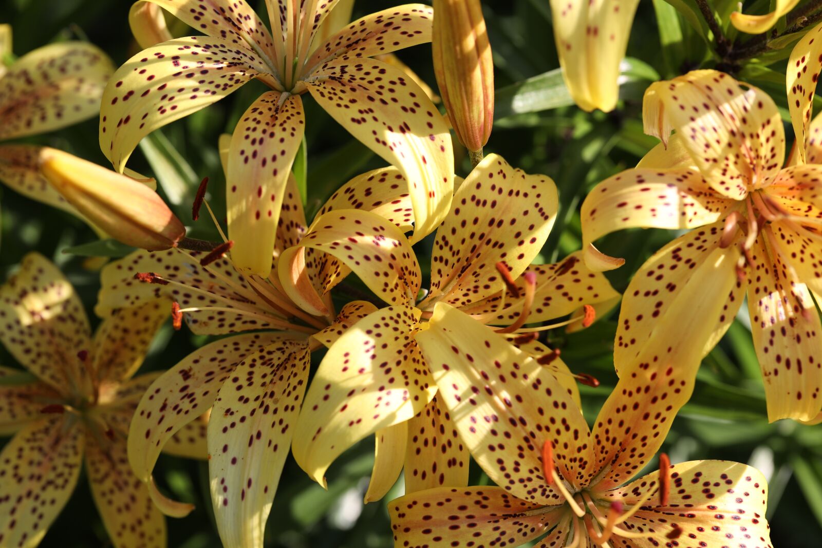 Canon EF 100mm F2.8L Macro IS USM sample photo. Lily, yellow, nature photography