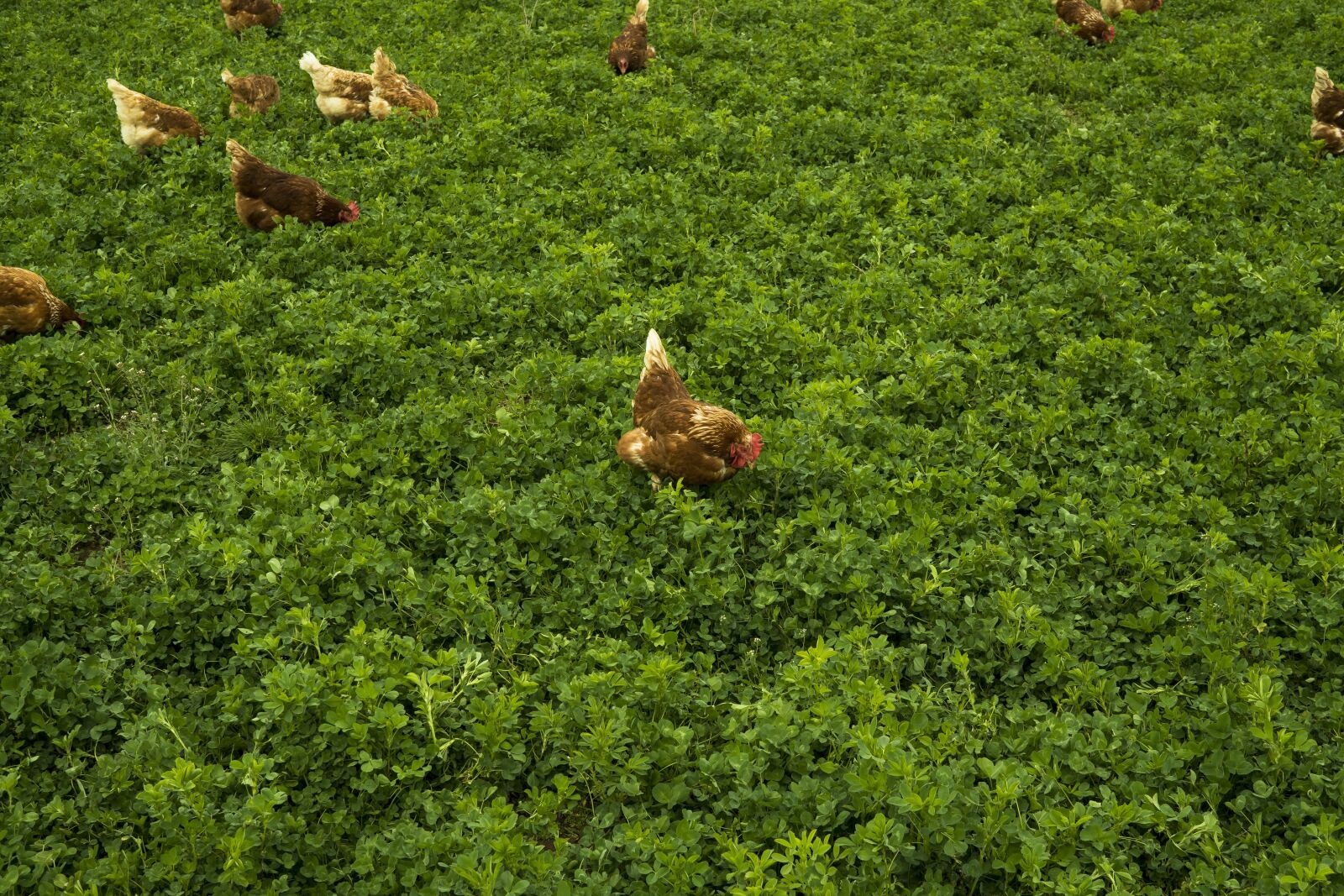 Sony a6300 + Sigma 30mm F2.8 EX DN sample photo. Chicken, meadow, grass photography