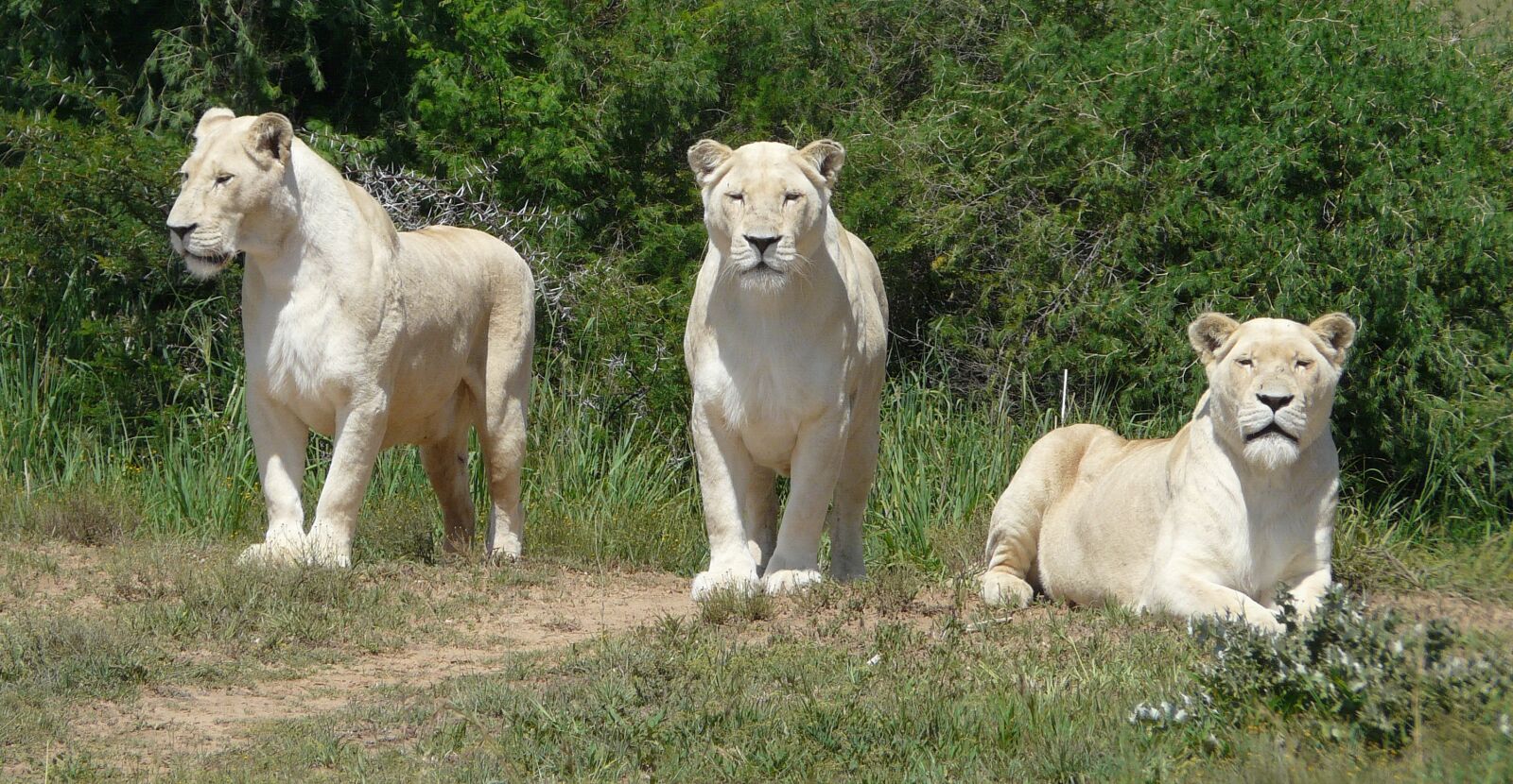 Panasonic DMC-FZ18 sample photo. White lion, lion, white photography