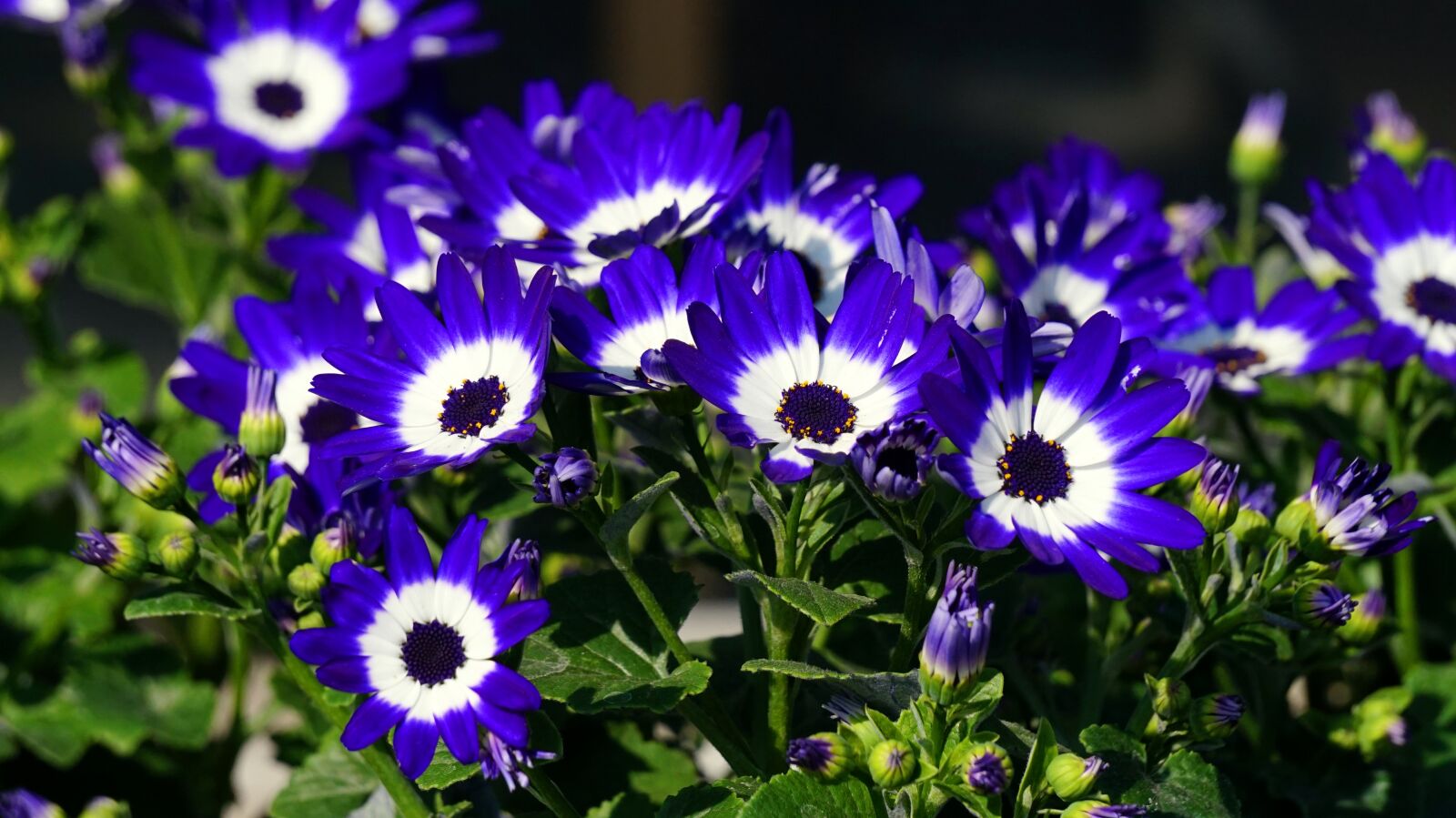 Sony Alpha a5000 (ILCE 5000) + Sony E 55-210mm F4.5-6.3 OSS sample photo. Flower, blossom, bloom photography